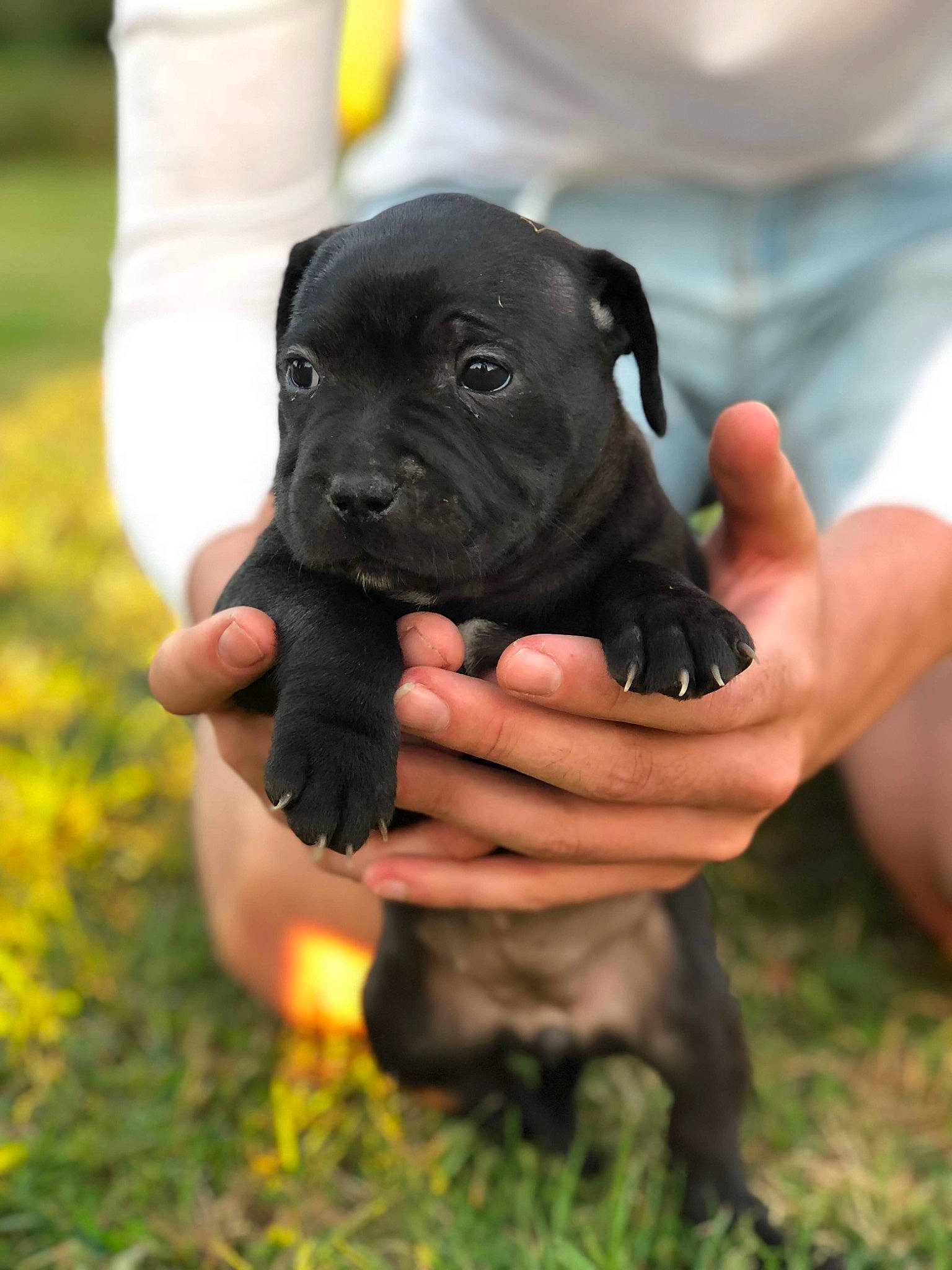 Olya a rejoint le concours — aidez-le/la à gagner de superbes lots ! american_pit_bull_terrier, american_staffordshire_terrier, cane_corso, canidae, carnivore, companion_dog, dog, dog_breed, fawn, guard_dog, mammal, molosser, non_sporting_group, puppy, rare_breed_dog, snout, sporting_group, staffordshire_bull_terrier, vertebrate