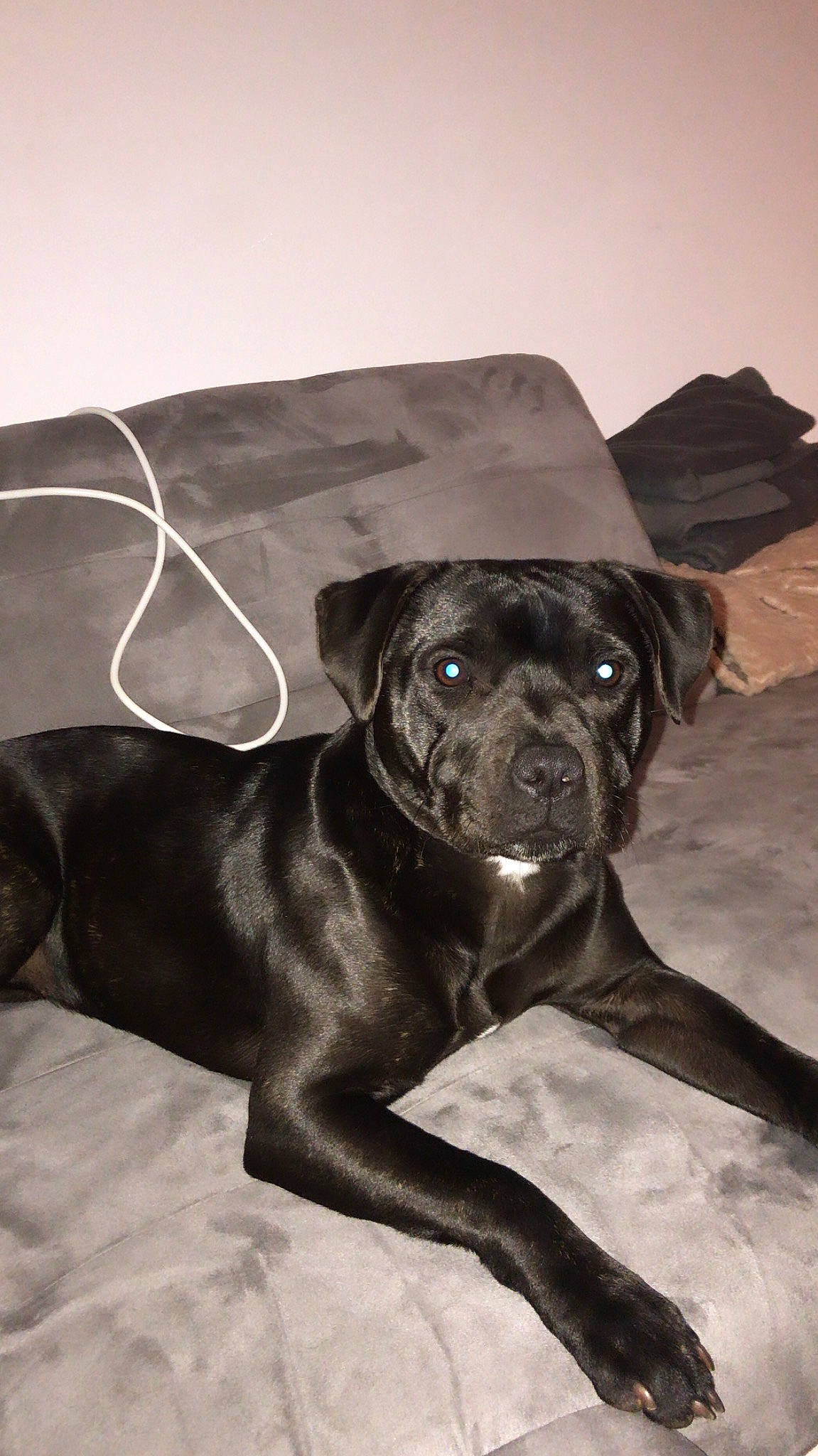 Olya a rejoint le concours — aidez-le/la à gagner de superbes lots ! bandog, beagador, cane_corso, canidae, carnivore, dog, dog_breed, fawn, mammal, snout, sporting_group, whiskers