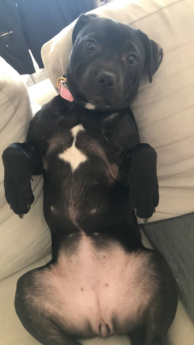 Olya a rejoint le concours — aidez-le/la à gagner de superbes lots ! american_pit_bull_terrier, bandog, beagador, canidae, carnivore, companion_dog, dog, dog_breed, fawn, mammal, non_sporting_group, patterdale_terrier, puppy, snout, sporting_group, staffordshire_bull_terrier