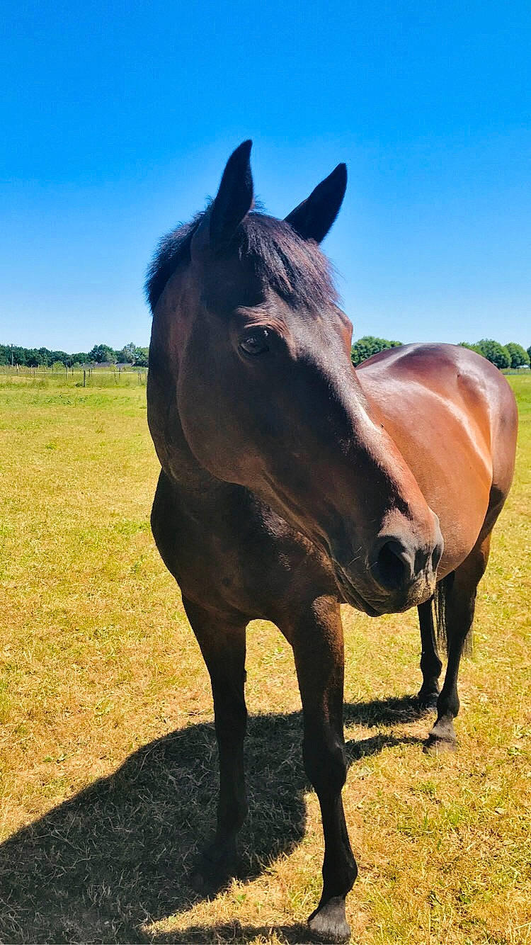Secrets De Femme participe au concours pour gagner de l'argent avec cette photo : colt, farm, grassland, horse, landscape, livestock, mammal, mane, mare, meadow, mustang_horse, pack_animal, pasture, ranch, snout, sorrel, stallion, terrestrial_animal, vertebrate, wildlife