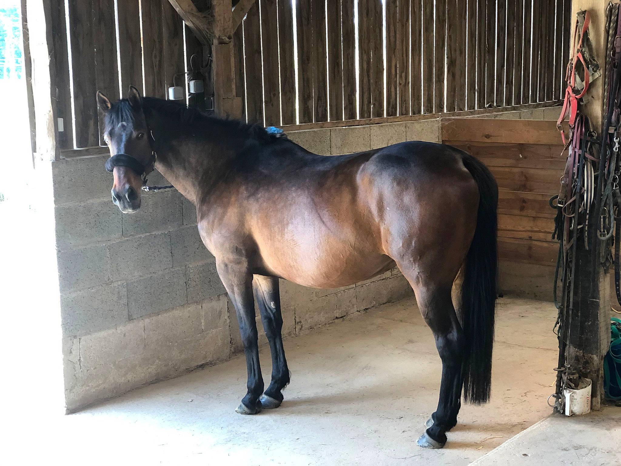 Secrets De Femme a rejoint le concours — aidez-le/la à gagner de superbes lots ! horse, horse_supplies, livestock, mammal, mane, mare, mustang_horse, snout, stable, stall, stallion, vertebrate