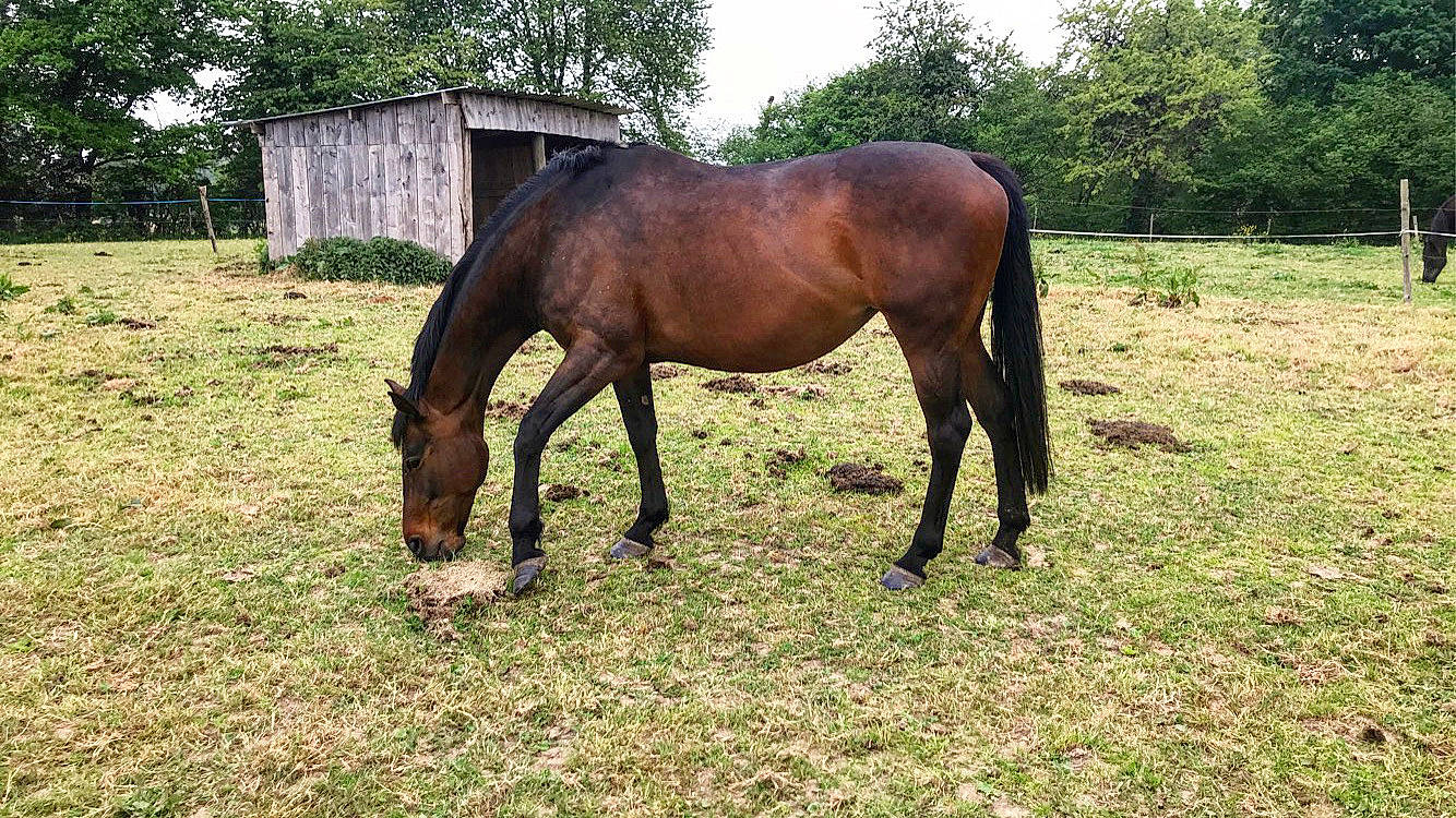 Secrets De Femme a rejoint le concours — aidez-le/la à gagner de superbes lots ! colt, grass, grazing, horse, landscape, livestock, mammal, mane, mare, meadow, mustang_horse, pasture, plant, pony, ranch, stallion, terrestrial_animal, tree, vertebrate, wildlife