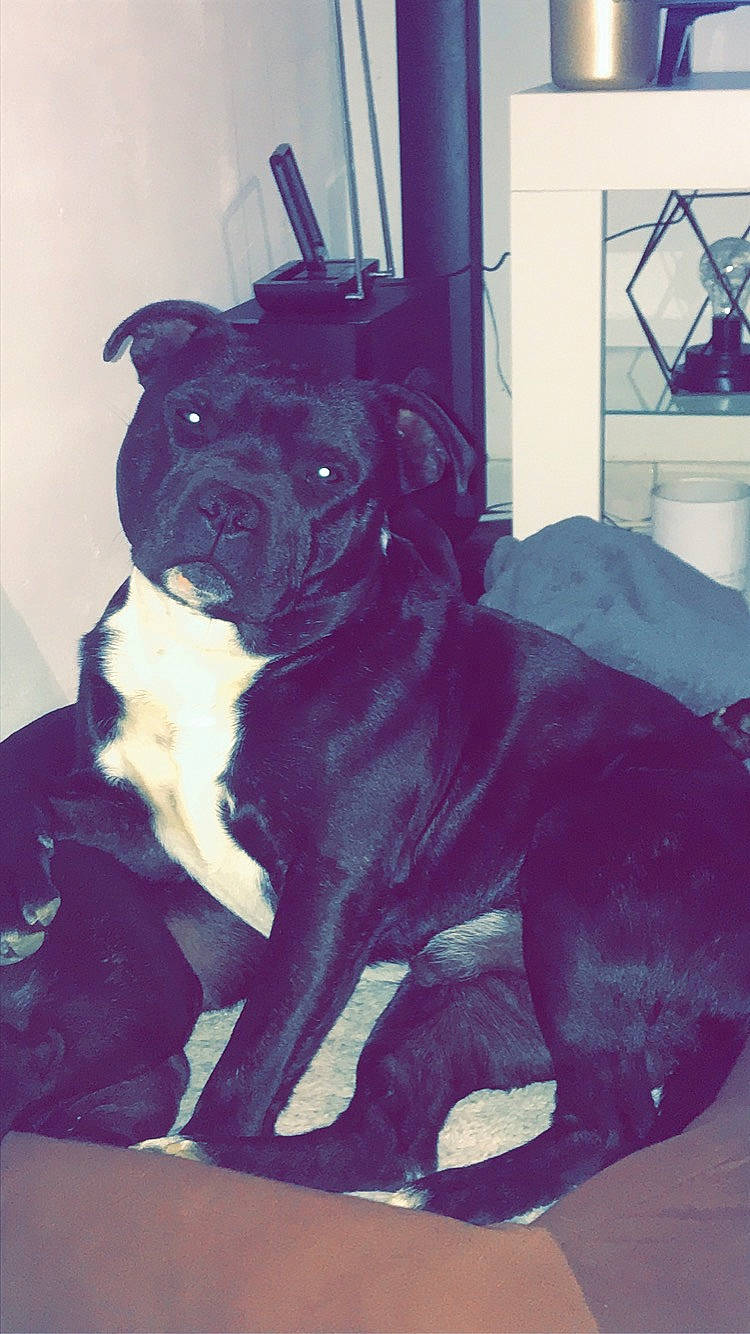 Oreo a rejoint le concours — aidez-le/la à gagner de superbes lots ! american_bulldog, american_pit_bull_terrier, american_staffordshire_terrier, ancient_dog_breeds, bandog, cane_corso, canidae, carnivore, companion_dog, dog, dog_breed, fawn, guard_dog, mammal, molosser, non_sporting_group, snout, sporting_group, staffordshire_bull_terrier, vertebrate