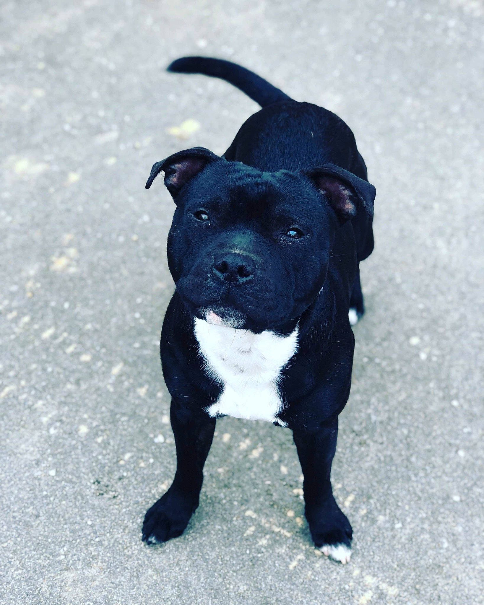 Oreo participe au concours pour gagner de l'argent avec cette photo : american_pit_bull_terrier, american_staffordshire_terrier, bull_and_terrier, canidae, carnivore, companion_dog, dog, dog_breed, fawn, mammal, molosser, non_sporting_group, pit_bull, puppy, rare_breed_dog, snout, sporting_group, staffordshire_bull_terrier, terrier, vertebrate
