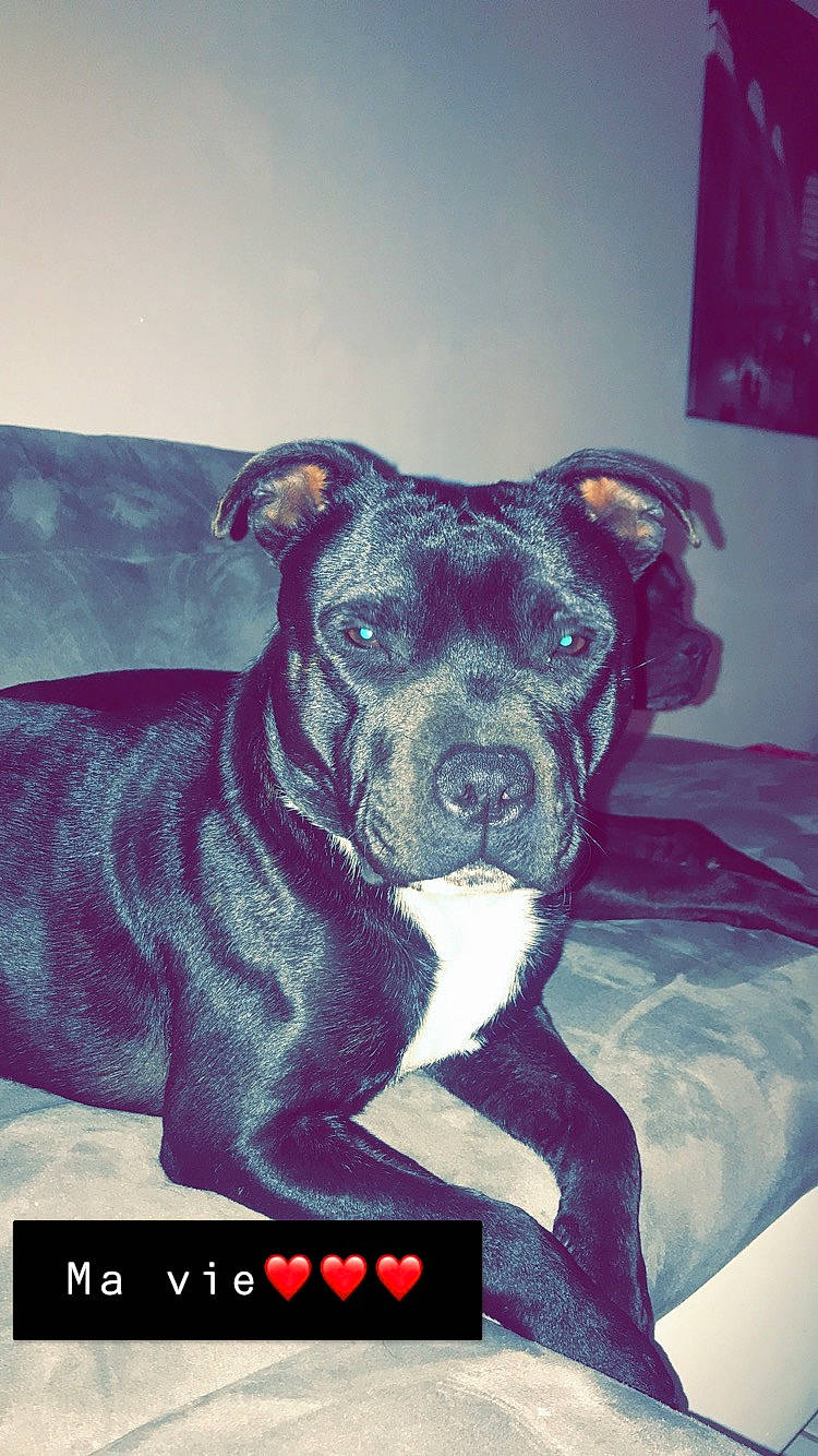 Oreo participe au concours pour gagner de l'argent avec cette photo : alaunt, american_pit_bull_terrier, american_staffordshire_terrier, bandog, bully_kutta, canidae, carnivore, cordoba_fighting_dog, dog, dog_breed, fawn, mammal, molosser, non_sporting_group, pit_bull, snout, staffordshire_bull_terrier