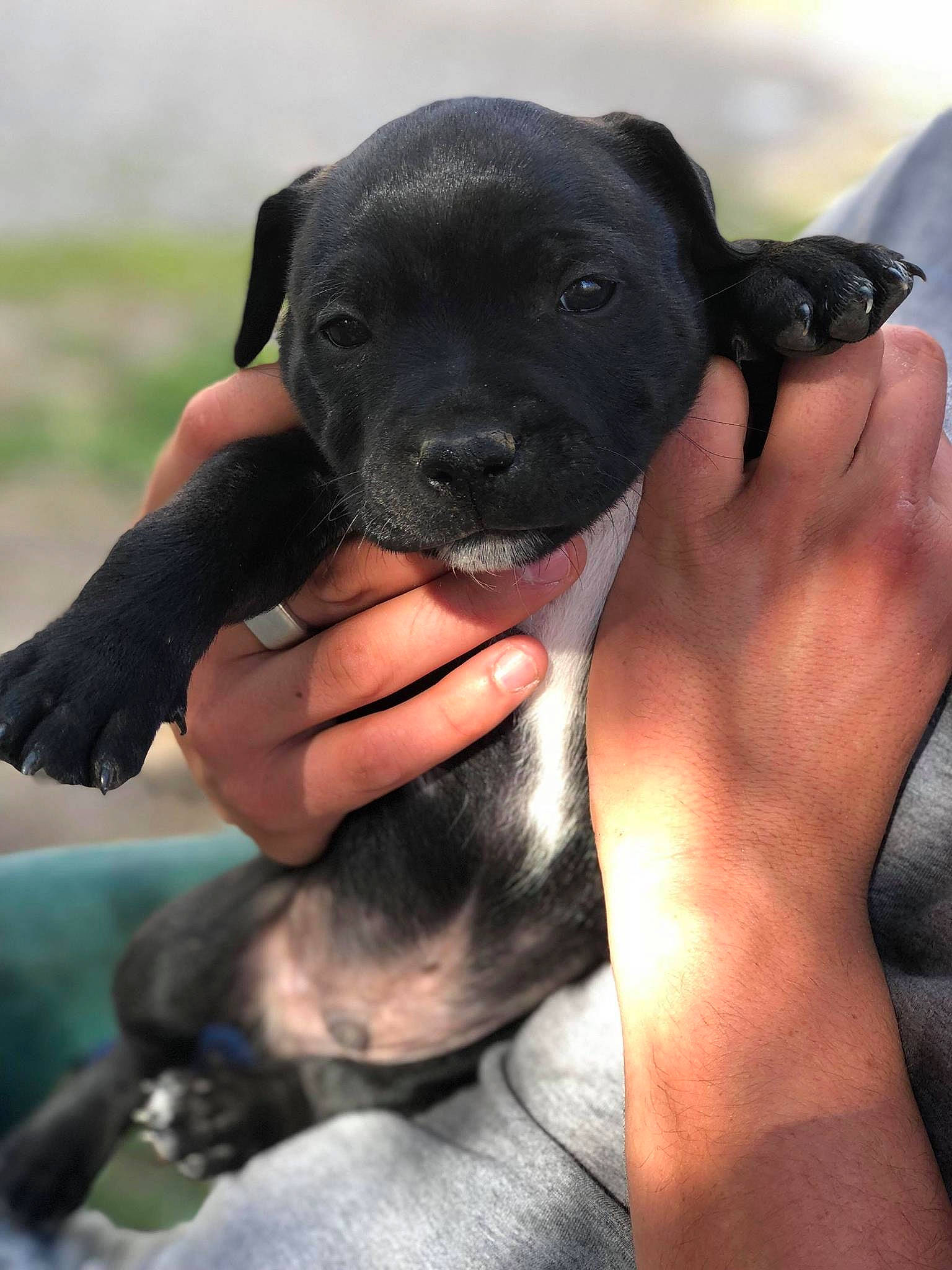 Oreo a rejoint le concours — aidez-le/la à gagner de superbes lots ! canidae, carnivore, dog, dog_breed, mammal, non_sporting_group, patterdale_terrier, puppy, rare_breed_dog, snout, sporting_group, staffordshire_bull_terrier, vertebrate