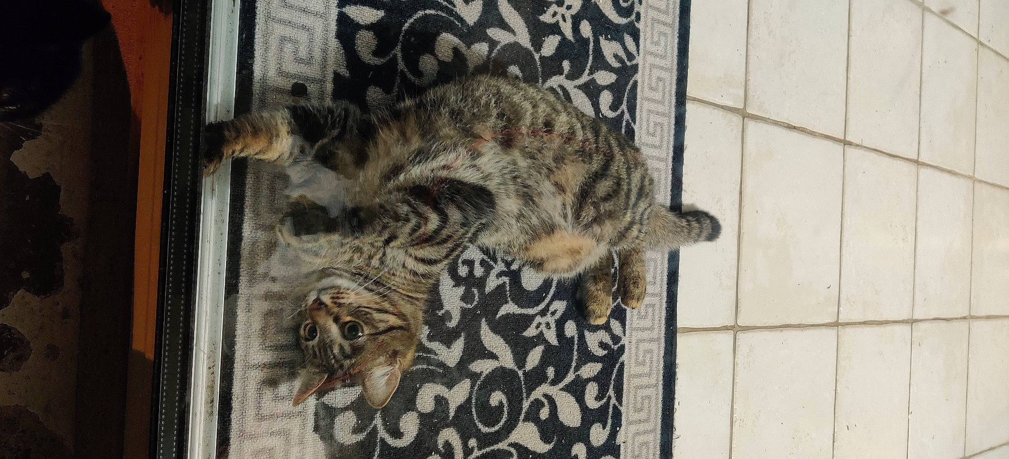 Chanule participe au concours pour gagner de l'argent avec cette photo : carnivore, cat, claw, domestic_short_haired_cat, felidae, flooring, fur, organism, pattern, paw, small_to_medium_sized_cats, tail, terrestrial_animal, whiskers, wildlife