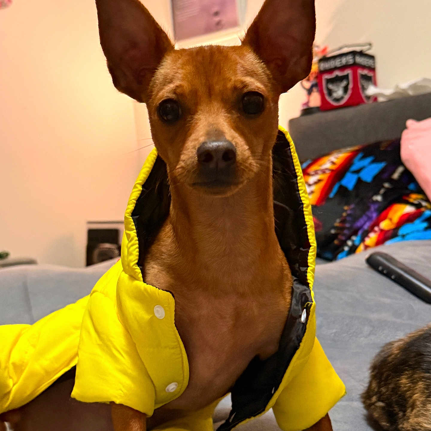 Bruce Kaiser joined the competition — help win amazing prizes! dog, yellow_jacket, small_dog, ears, pet, indoor, couch, blanket, remote_control, fur, brown_dog, sitting, looking_at_camera, cozy, home, cute, animal, portrait, furniture, casual