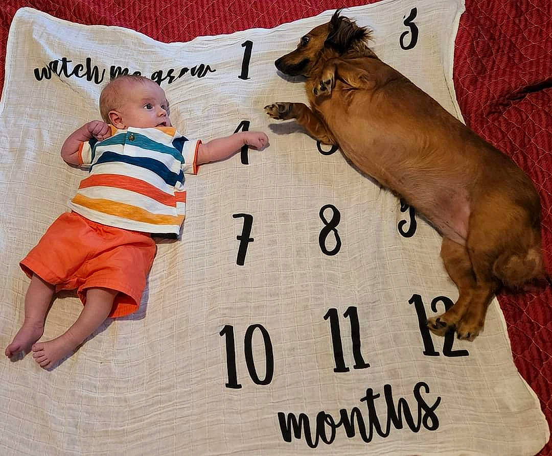 Julian joined the competition — help win amazing prizes! baby, baby_toddler_clothing, bedding, carnivore, comfort, companion_dog, dog, dog_breed, fawn, font, gesture, happy, linens, liver, pattern, person, sleeve, t_shirt, tail, toddler
