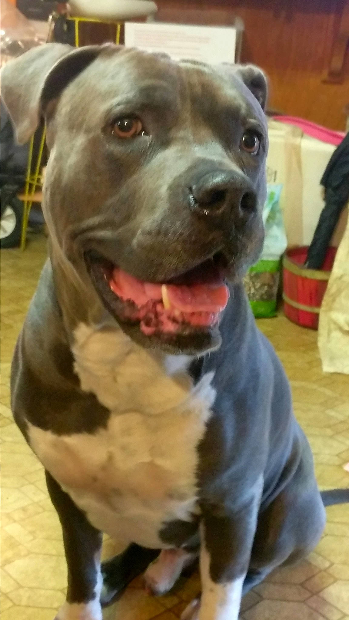 King joined the competition — help win amazing prizes! american_bulldog, american_pit_bull_terrier, american_staffordshire_terrier, bandog, bully_kutta, canidae, carnivore, cordoba_fighting_dog, dog, dog_breed, fawn, mammal, molosser, non_sporting_group, pit_bull, rare_breed_dog, snout, sporting_group, staffordshire_bull_terrier, vertebrate