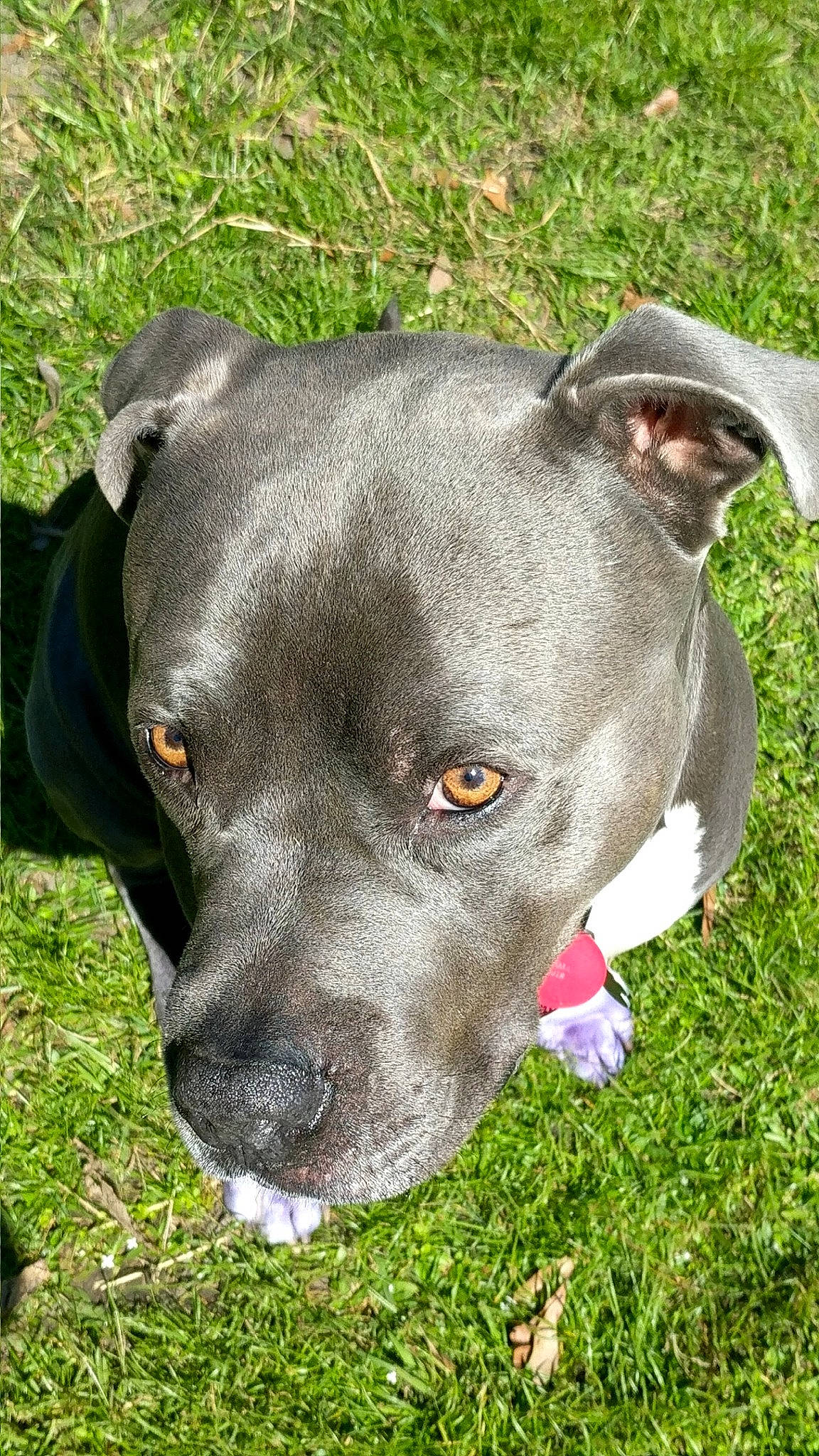 King is registered to the contest to win money with this photo: american_pit_bull_terrier, american_staffordshire_terrier, bandog, canidae, carnivore, dog, dog_breed, fawn, grass, mammal, molosser, non_sporting_group, nose, pit_bull, plant, rare_breed_dog, snout, sporting_group, staffordshire_bull_terrier, terrier