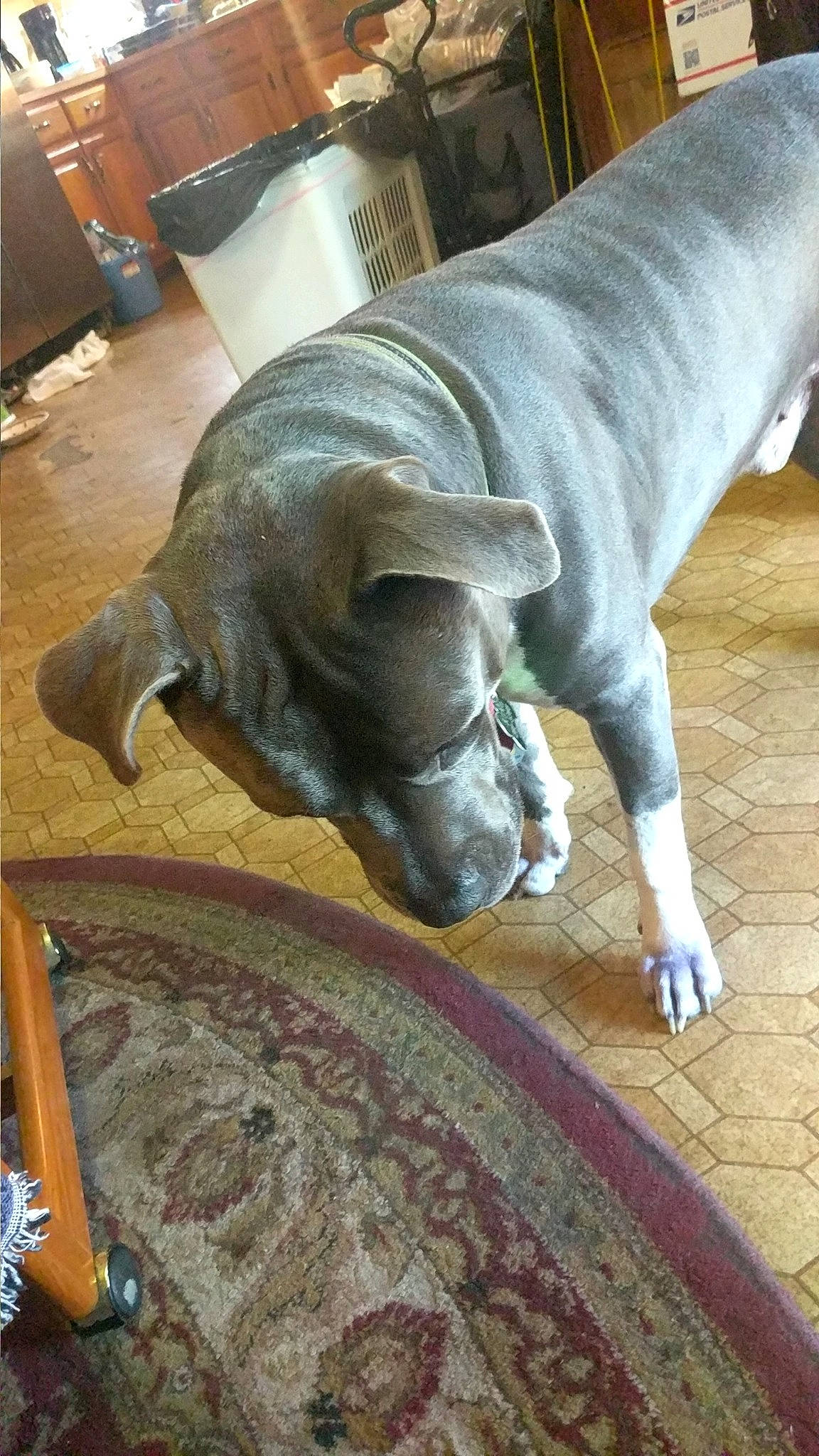 King joined the competition — help win amazing prizes! american_pit_bull_terrier, canidae, carnivore, dog, dog_breed, fawn, non_sporting_group, snout, sporting_group