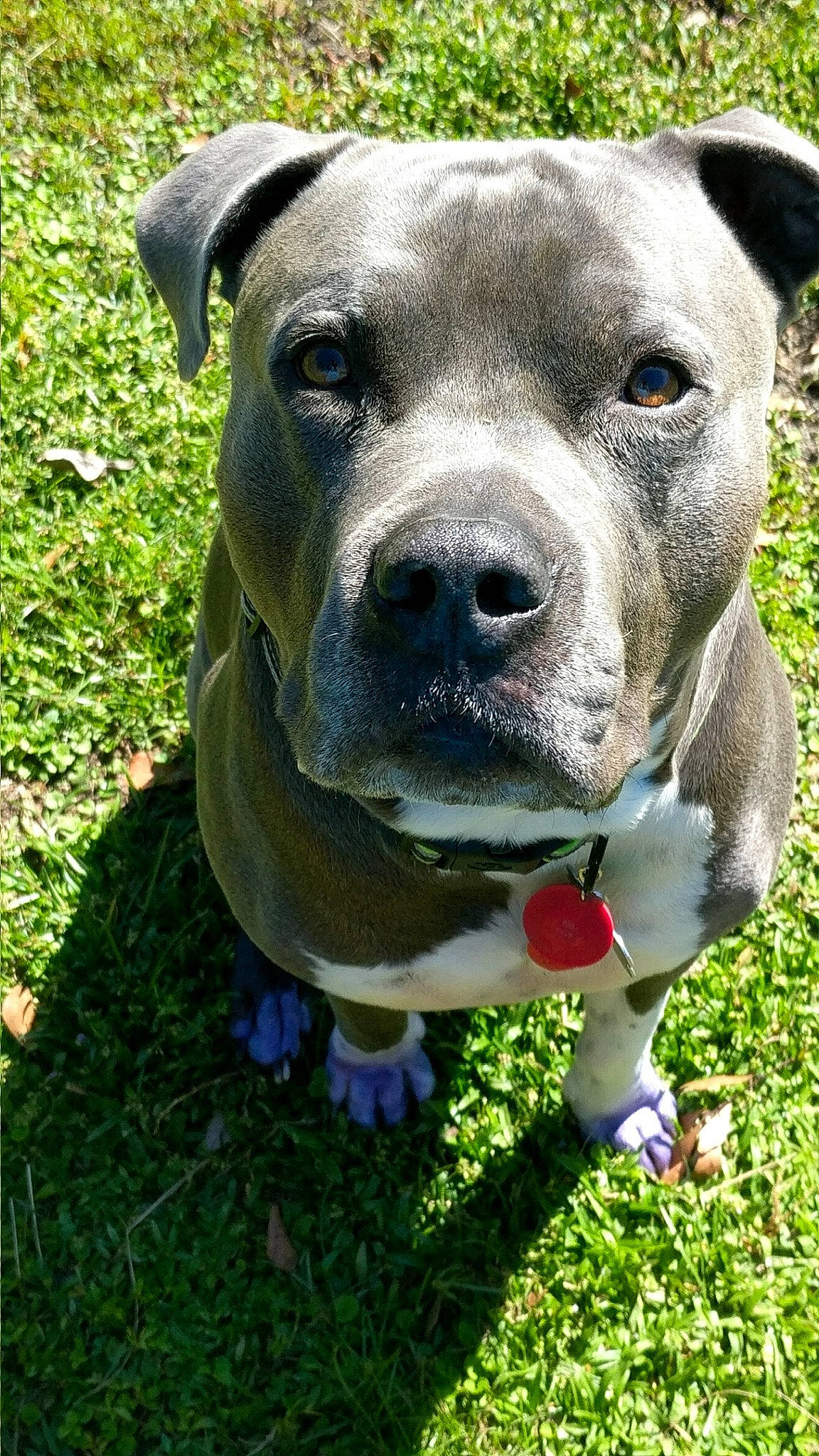 King is registered to the contest to win money with this photo: american_bulldog, american_pit_bull_terrier, american_staffordshire_terrier, australian_bulldog, canidae, carnivore, dog, dog_breed, fawn, grass, mammal, molosser, non_sporting_group, pit_bull, plant, rare_breed_dog, snout, sporting_group, staffordshire_bull_terrier, vertebrate