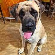 Rocky joined the competition — help win amazing prizes! dog, mastiff, tongue_out, indoor, tiled_floor, wood_paneling, brown_coat, black_muzzle, droopy_eyes, large_breed, sitting, close_up, pet, animal, paws, front_paws, nose, fur, portrait, expression