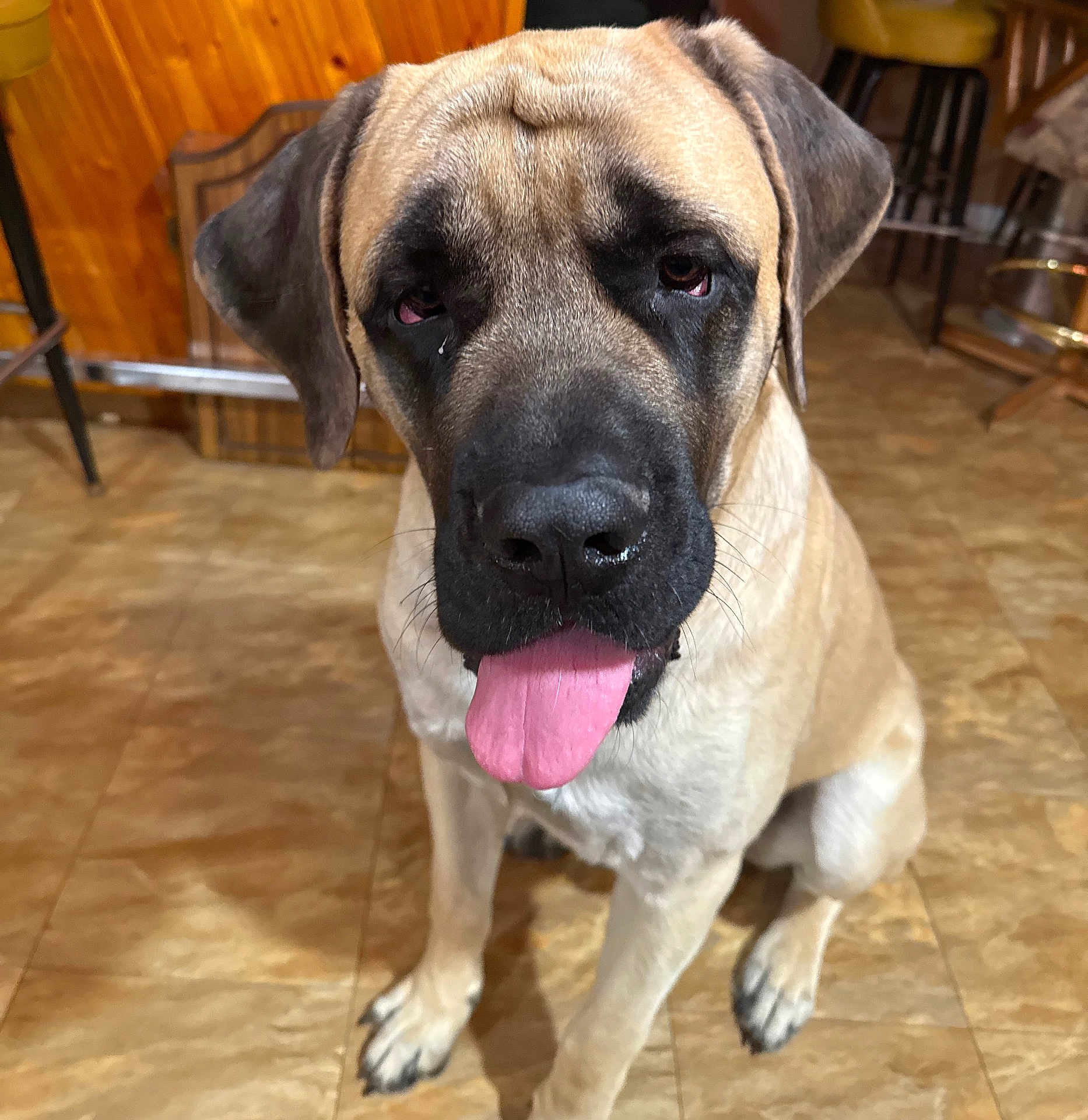 Rocky joined the competition — help win amazing prizes! dog, mastiff, tongue_out, indoor, tiled_floor, wood_paneling, brown_coat, black_muzzle, droopy_eyes, large_breed, sitting, close_up, pet, animal, paws, front_paws, nose, fur, portrait, expression