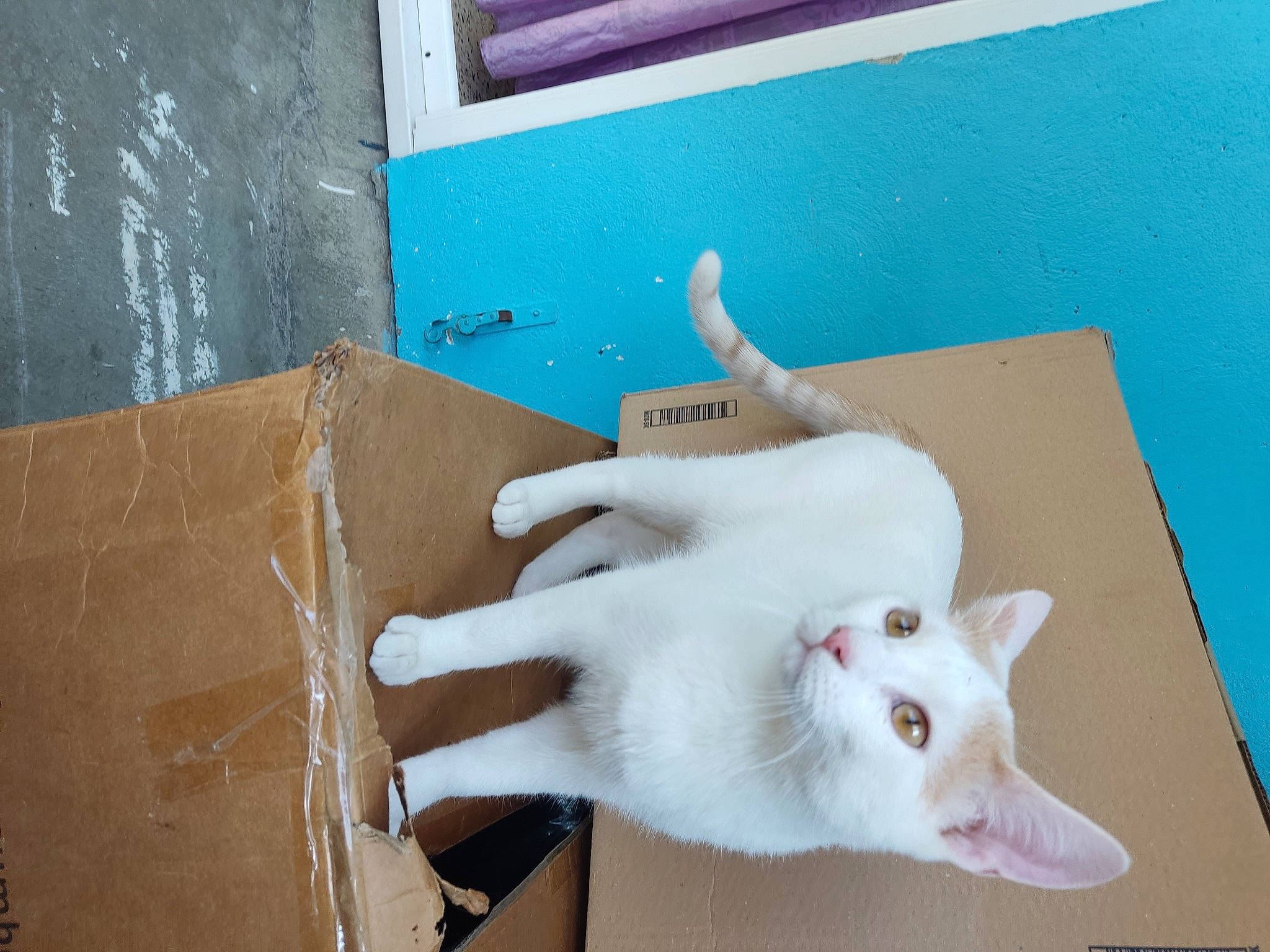 Timon a rejoint le concours — aidez-le/la à gagner de superbes lots ! carnivore, cat, claw, domestic_short_haired_cat, fawn, felidae, fur, gesture, nail, paper, paper_product, paw, pet_supply, room, small_to_medium_sized_cats, snout, stain, tail, whiskers, wood