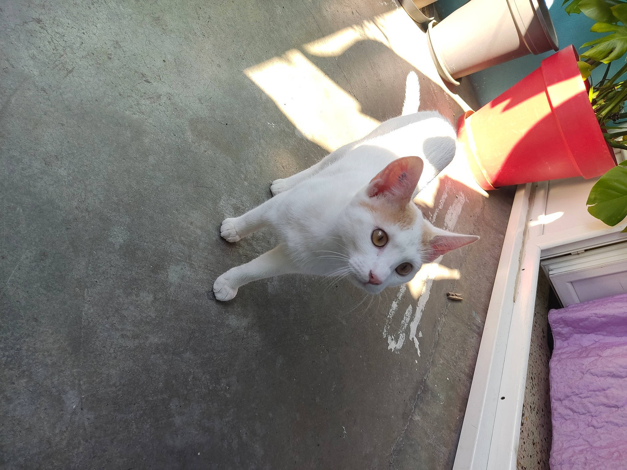 Timon a rejoint le concours — aidez-le/la à gagner de superbes lots ! carnivore, cat, domestic_short_haired_cat, felidae, flooring, flowerpot, fur, houseplant, plant, porch, small_to_medium_sized_cats, tail, whiskers, wood