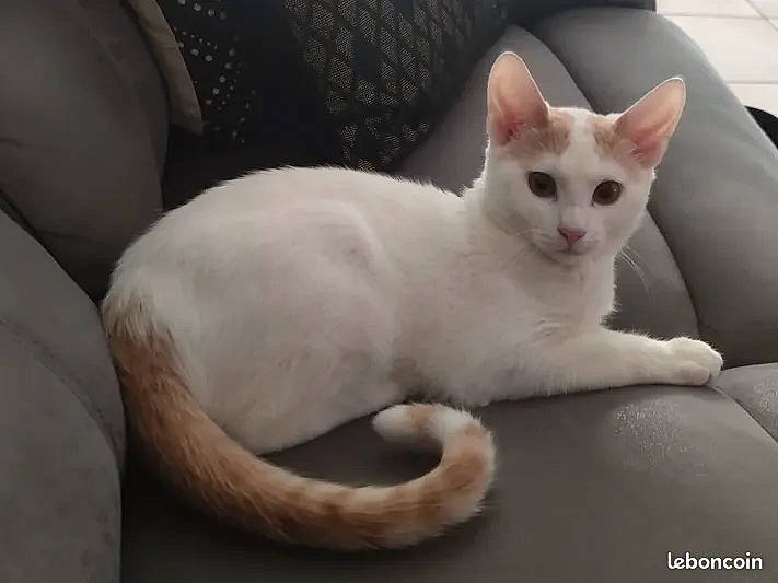 Timon a rejoint le concours — aidez-le/la à gagner de superbes lots ! carnivore, cat, comfort, domestic_short_haired_cat, felidae, fur, paw, pet_supply, small_to_medium_sized_cats, snout, tail, whiskers