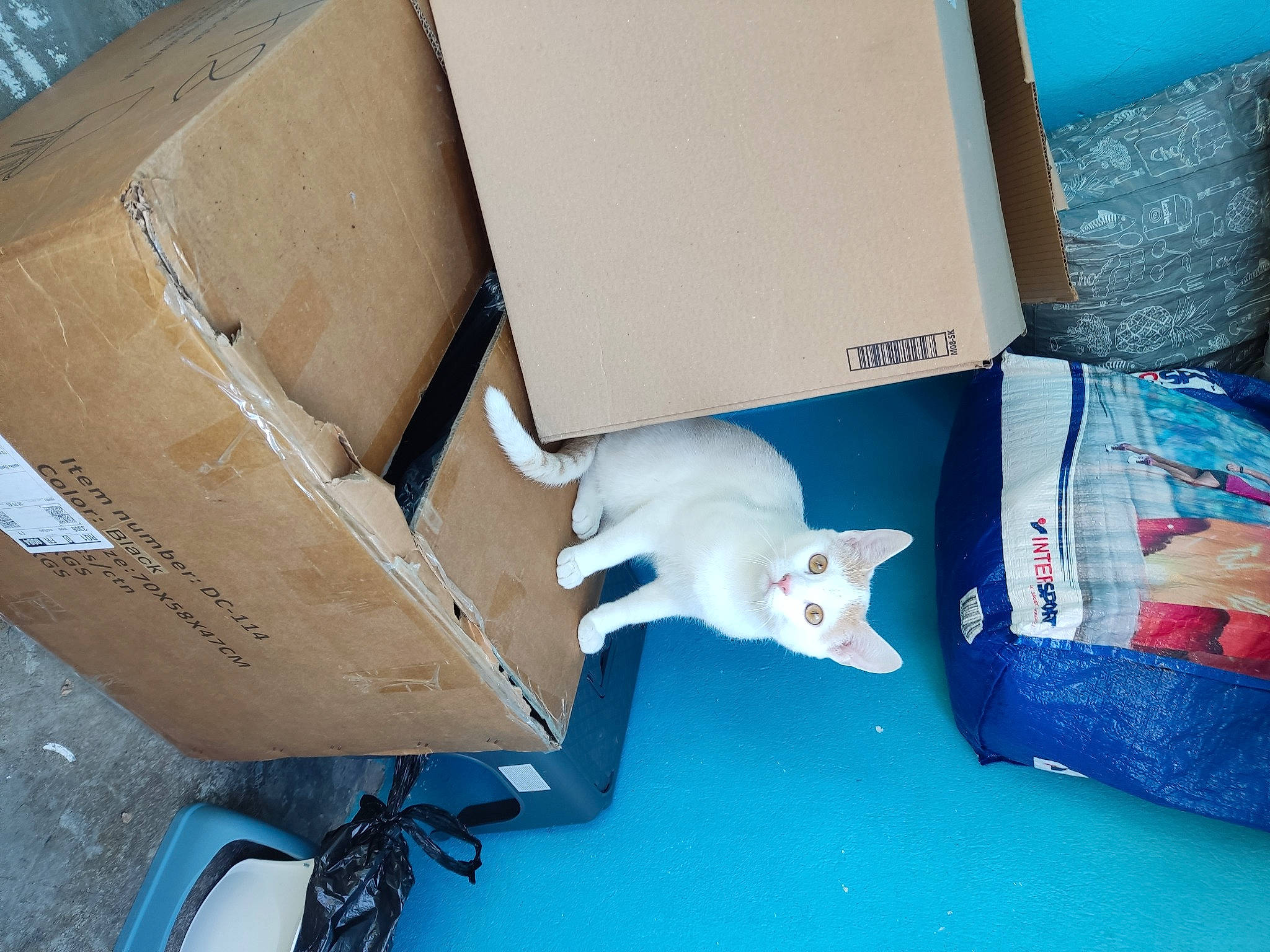 Timon a rejoint le concours — aidez-le/la à gagner de superbes lots ! blue, box, cardboard, carton, cat, electric_blue, felidae, gas, household_supply, moving, packaging_and_labeling, packing_materials, paper, paper_product, plastic, shipping_box, small_to_medium_sized_cats, tail, whiskers, wood