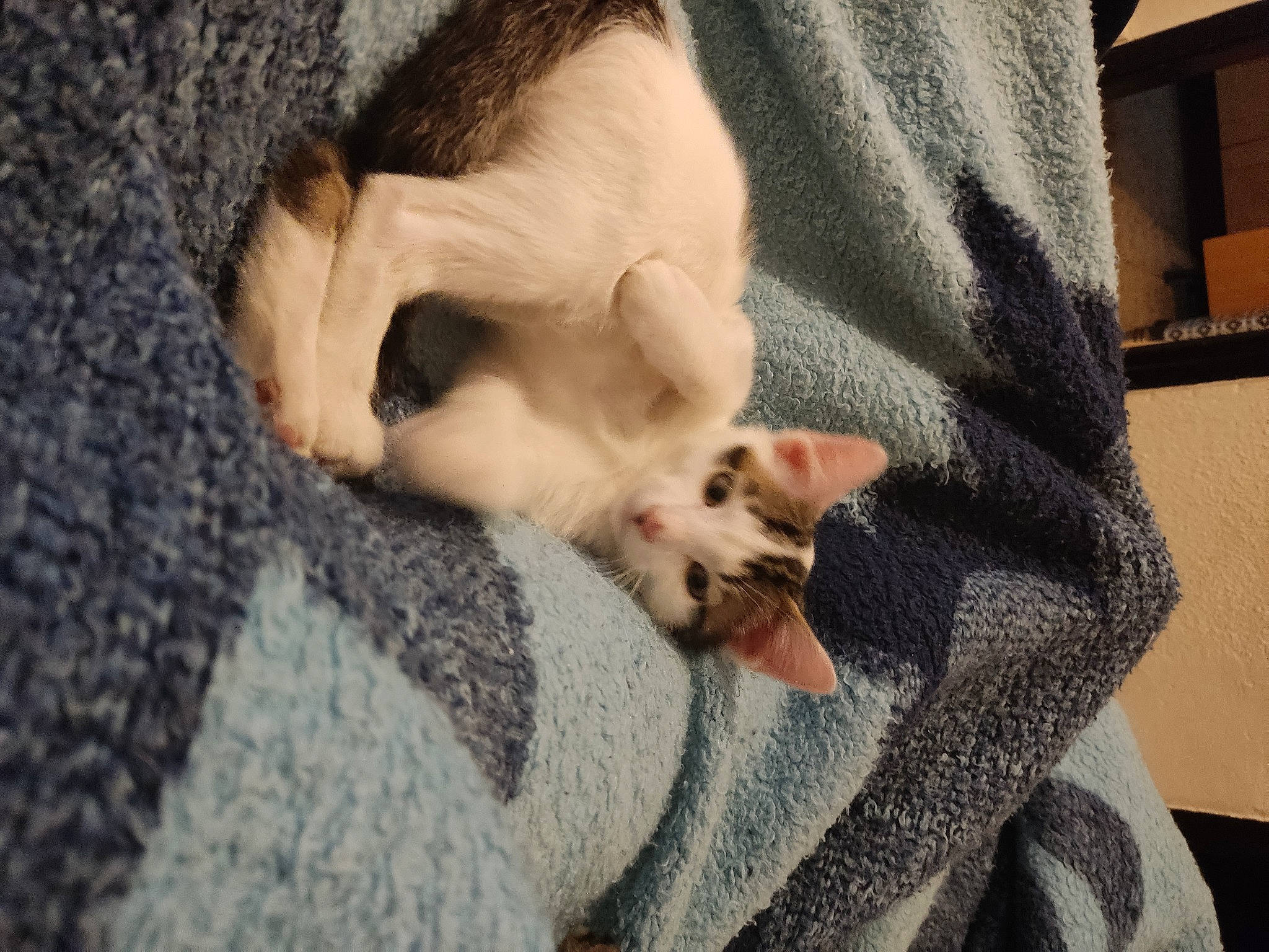 Bango a rejoint le concours — aidez-le/la à gagner de superbes lots ! carnivore, cat, comfort, companion_dog, dog_breed, domestic_short_haired_cat, fawn, felidae, grey, linens, mammal, paw, small_to_medium_sized_cats, snout, sporting_group, tail, thai, toy_dog, whiskers, wood