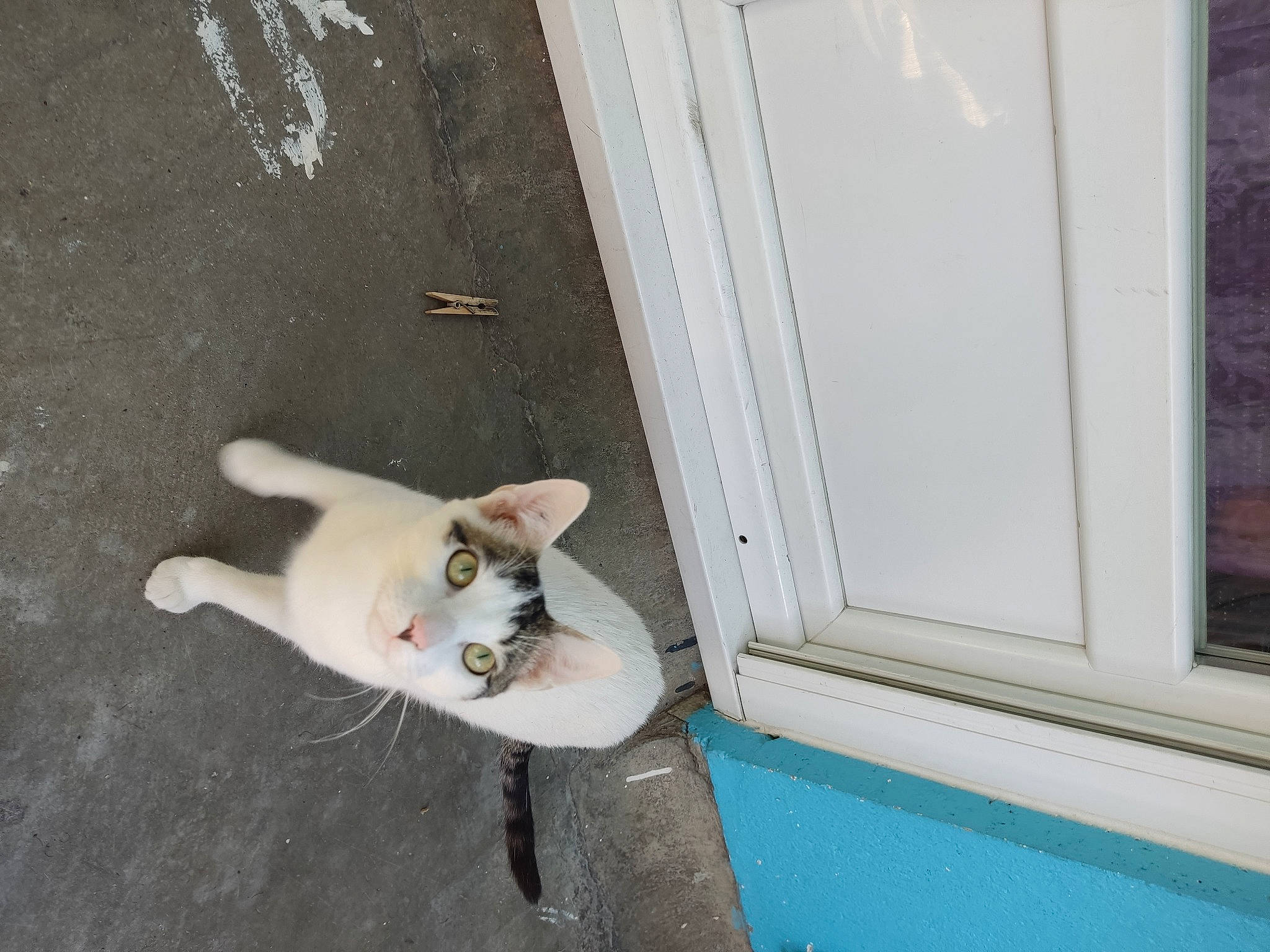 Bango participe au concours pour gagner de l'argent avec cette photo : canidae, carnivore, cat, companion_dog, concrete, dog_breed, door, fawn, felidae, home_door, small_to_medium_sized_cats, sporting_group, tail, whiskers, window, wood