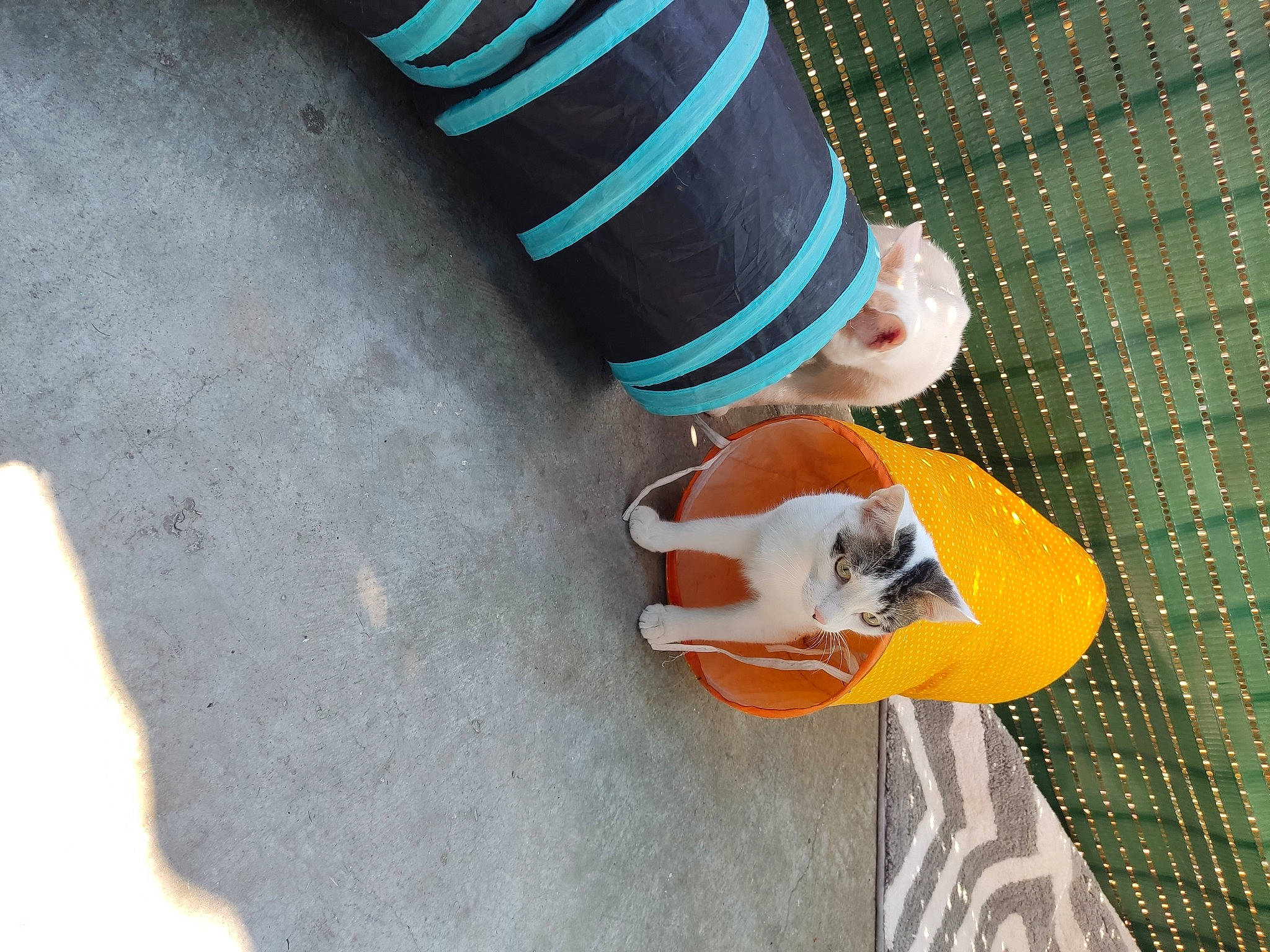 Bango participe au concours pour gagner de l'argent avec cette photo : ankle, asphalt, baby_toddler_clothing, denim, electric_blue, fashion_accessory, finger, foot, hand, human_leg, knee, nail, pattern, recreation, sleeve, sock, sportswear, thigh, thumb, wrist