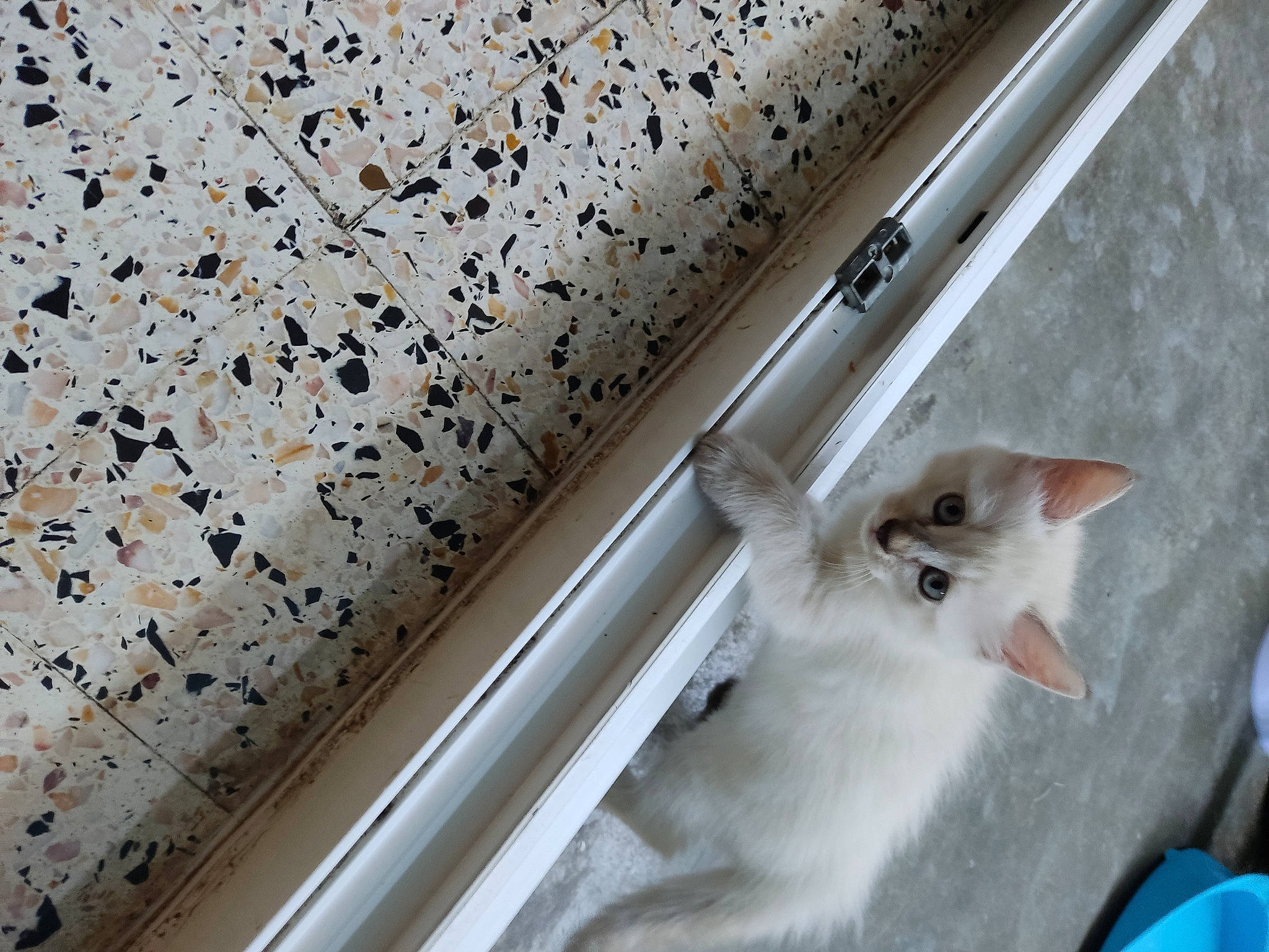 Plume participe au concours pour gagner de l'argent avec cette photo : carnivore, cat, ceiling, domestic_short_haired_cat, door, felidae, flooring, fur, line, linens, metal, pattern, rectangle, small_to_medium_sized_cats, tail, textile, whiskers, window, window_treatment, wood