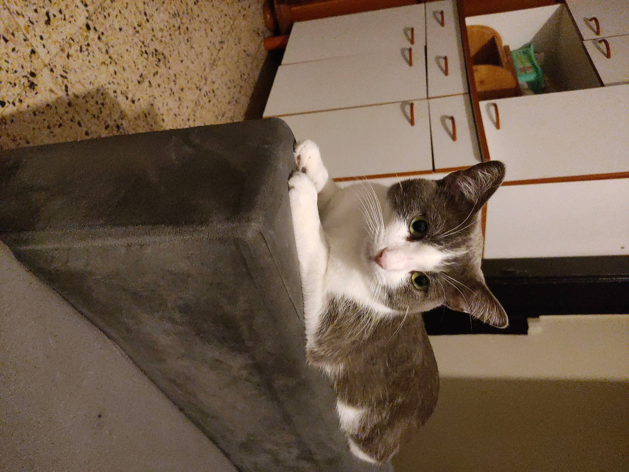 Oggy participe au concours pour gagner de l'argent avec cette photo : box, cabinetry, cardboard, carnivore, carton, cat, chest_of_drawers, domestic_short_haired_cat, drawer, felidae, fur, grey, house, shipping_box, small_to_medium_sized_cats, snout, tail, whiskers, window, wood