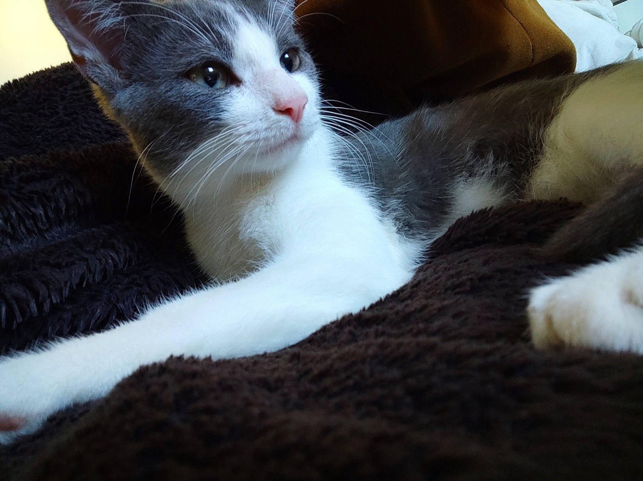 Oggy participe au concours pour gagner de l'argent avec cette photo : carnivore, cat, claw, comfort, domestic_short_haired_cat, eye, fawn, felidae, fur, paw, sitting, small_to_medium_sized_cats, tail, terrestrial_animal, whiskers, window