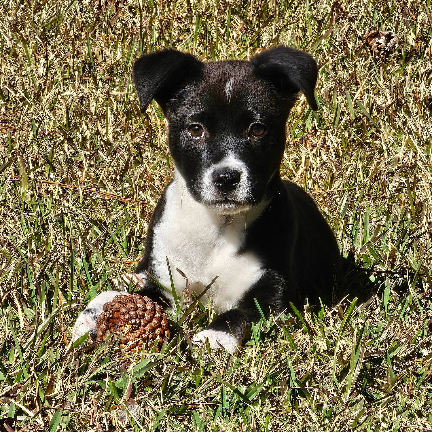 Katie is registered to the contest to win money with this photo: art, canidae, carnivore, companion_dog, dog, dog_breed, grass, non_sporting_group, plant, snout, soil, sporting_group, terrestrial_animal, toy_dog, whiskers, working_animal, working_dog