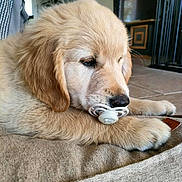 Abby a rejoint le concours — aidez-le/la à gagner de superbes lots ! adorable, animal, beige, canine, closeup, cushion, cute, dog, domestic, floor, fluffy, fur, golden_retriever, indoor, pacifier, pet, puppy, resting, sleepy, young