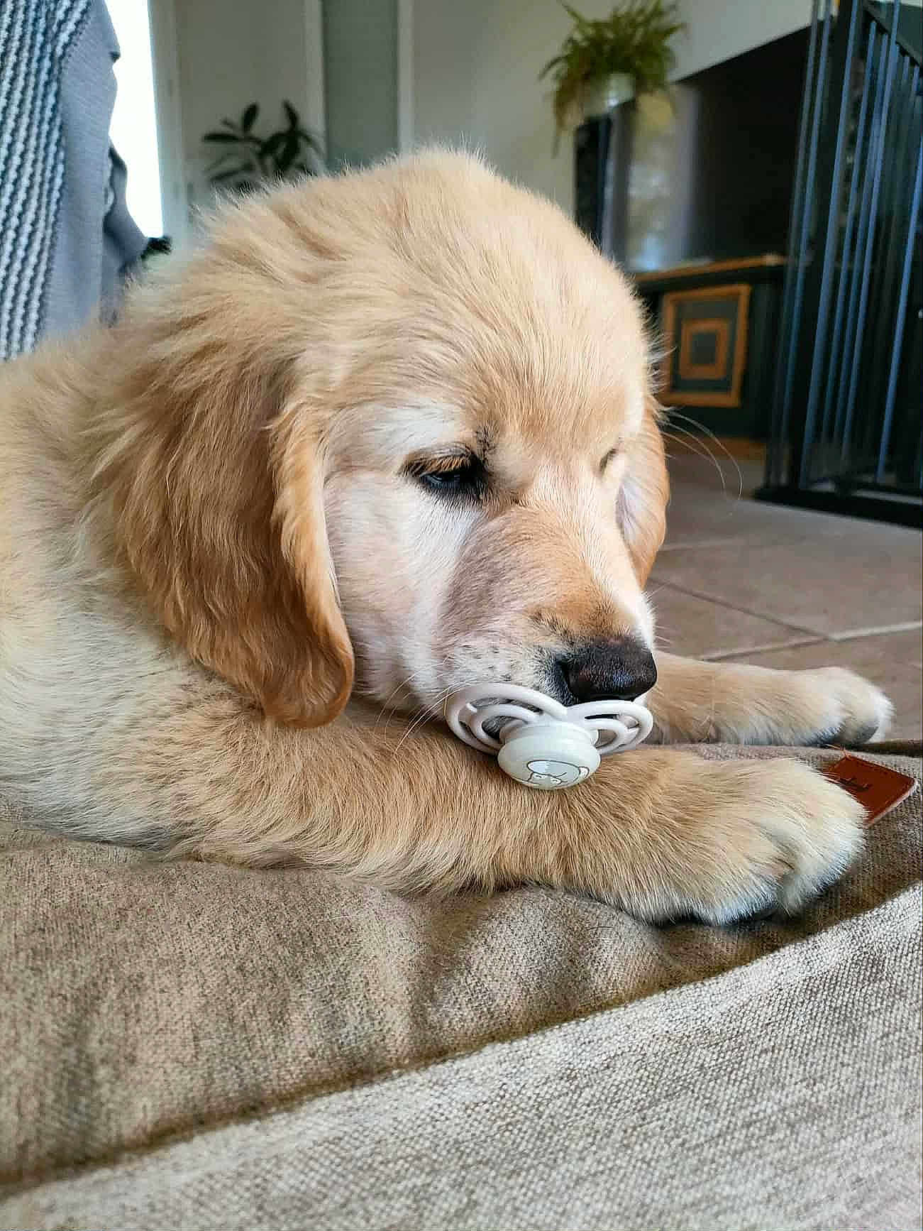 Abby a rejoint le concours — aidez-le/la à gagner de superbes lots ! adorable, animal, beige, canine, closeup, cushion, cute, dog, domestic, floor, fluffy, fur, golden_retriever, indoor, pacifier, pet, puppy, resting, sleepy, young