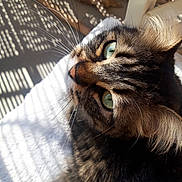 Sky a rejoint le concours — aidez-le/la à gagner de superbes lots ! cat, tabby_cat, close_up, green_eyes, whiskers, sunlight, shadow, indoor, feline, pet, fur, relaxation, cozy, portrait, texture, animal, cute, soft_light, resting, detail