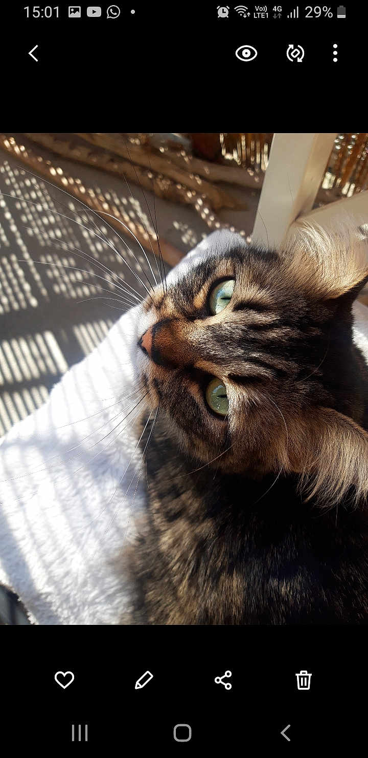 Sky a rejoint le concours — aidez-le/la à gagner de superbes lots ! cat, tabby_cat, close_up, green_eyes, whiskers, sunlight, shadow, indoor, feline, pet, fur, relaxation, cozy, portrait, texture, animal, cute, soft_light, resting, detail