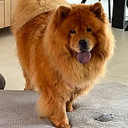 Tina participe au concours pour gagner de l'argent avec cette photo : animal, canine, chow, dog, machine, pet, wheel