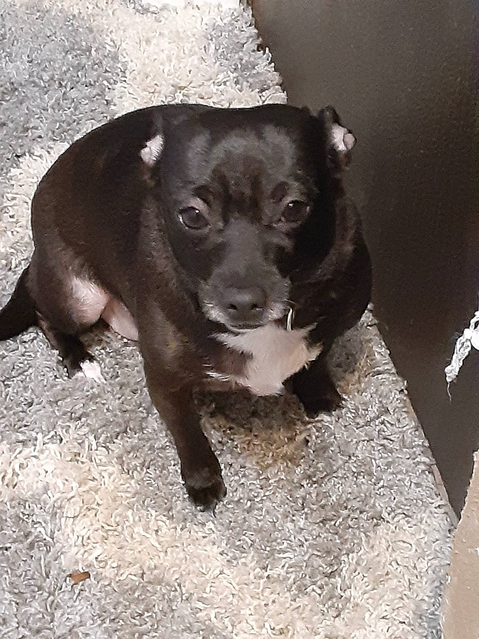 Babygirl is registered to the contest to win money with this photo: borador, canidae, carnivore, companion_dog, dog, dog_breed, fawn, fur, guard_dog, monochrome, monochrome_photography, plant, pointing_breed, puppy, snout, sporting_group, street_dog, terrestrial_animal, whiskers, working_animal