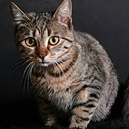 Aura participe au concours pour gagner de l'argent avec cette photo : cat, tabby, animal, pet, feline, whiskers, ears, fur, green_eyes, portrait, closeup, indoor, curious, alert, sitting, dark_background, soft_texture, mammal, young_cat, cute