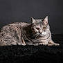 cat, gray_tabby, animal, pet, feline, yellow_eyes, whiskers, fur, lying_down, black_background, indoor, portrait, mammal, closeup, domestic_cat, relaxed, soft_texture, calm, alert, studio