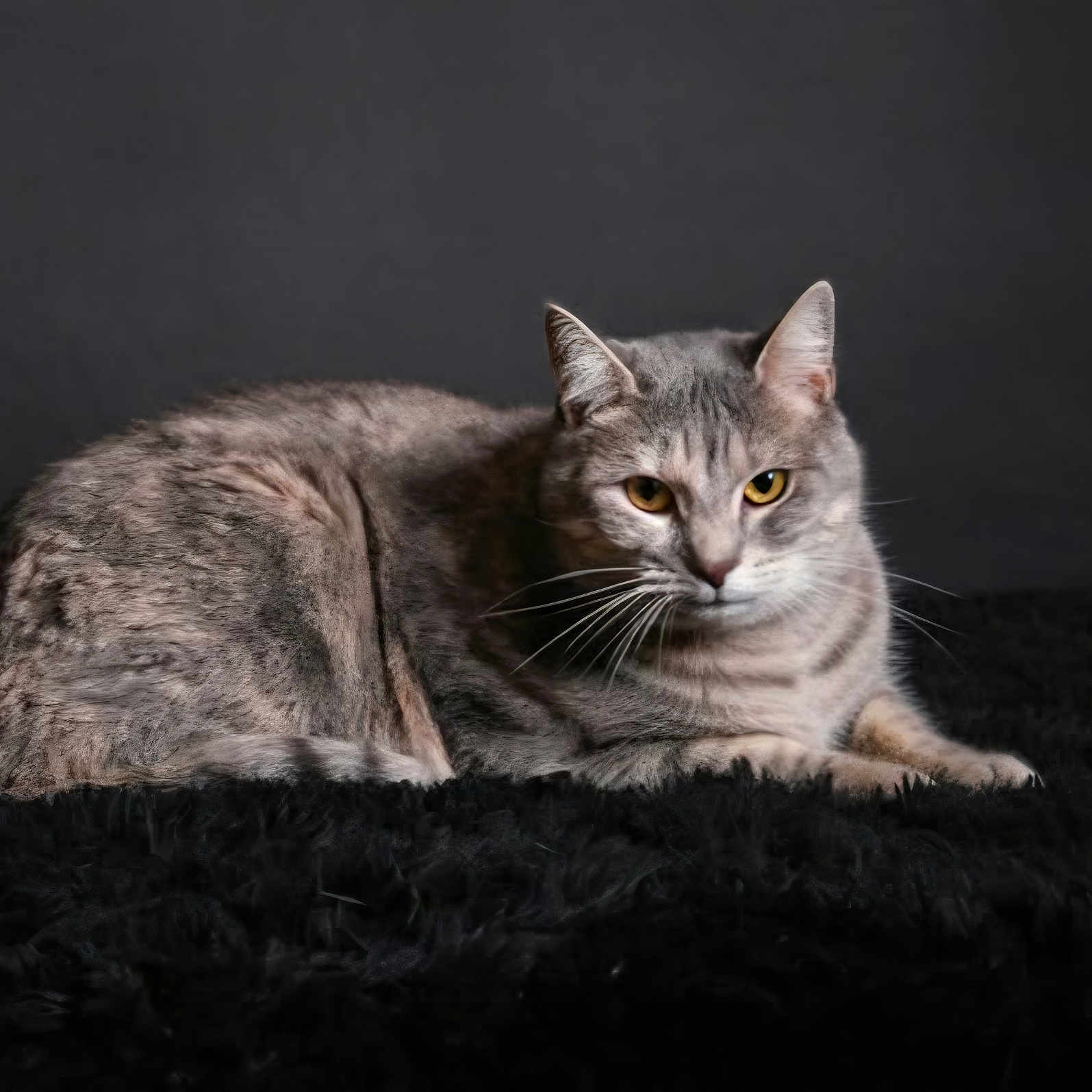 Plume participe au concours pour gagner de l'argent avec cette photo : alert, animal, black_background, calm, cat, closeup, domestic_cat, feline, fur, gray_tabby, indoor, lying_down, mammal, pet, portrait, relaxed, soft_texture, studio, whiskers, yellow_eyes