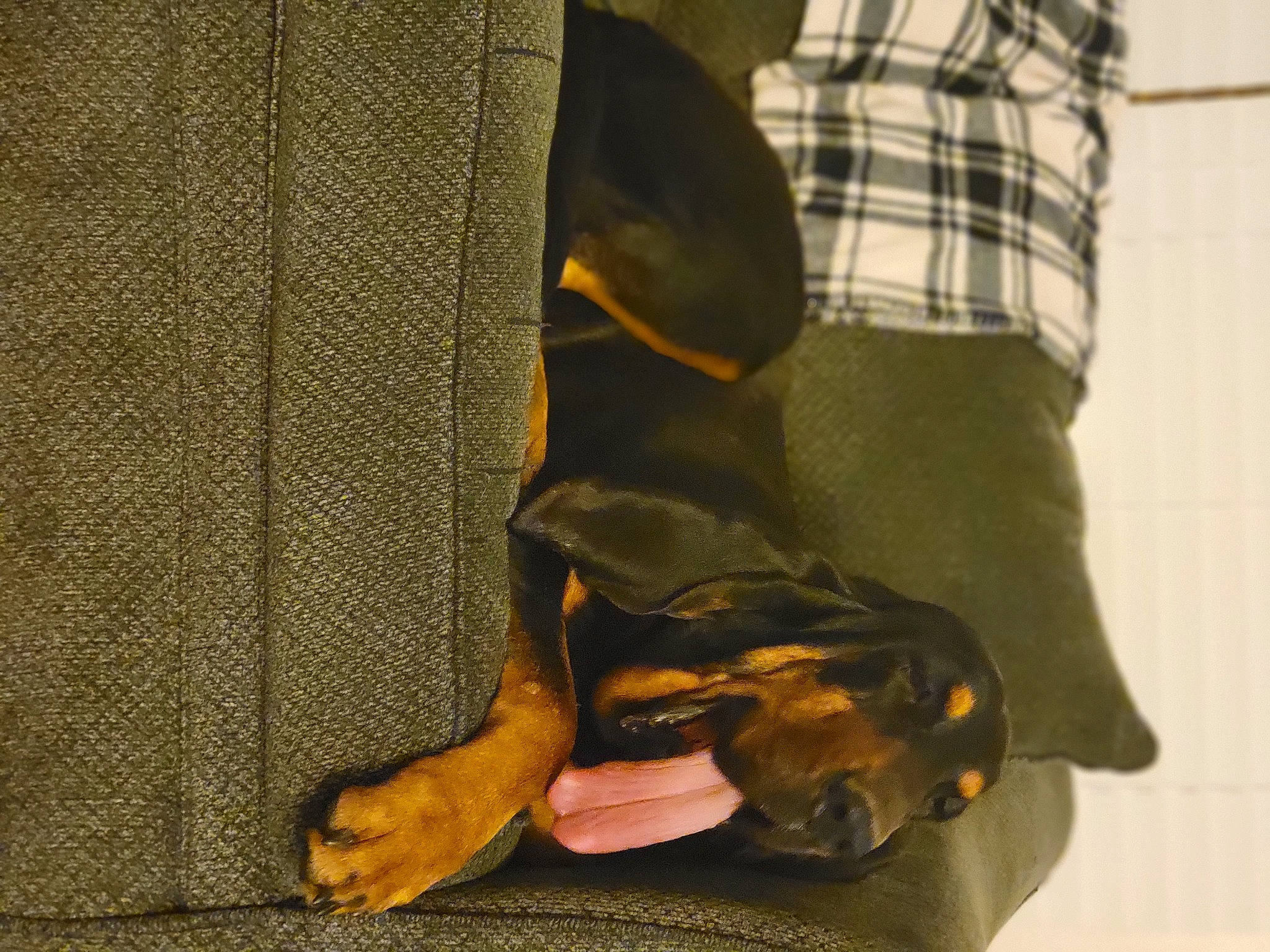 Hank is registered to the contest to win money with this photo: canidae, carnivore, companion_dog, denim, dog, dog_breed, fashion_accessory, guard_dog, leather_jacket, pattern, paw, plaid, sleeve, snout, sporting_group, street_fashion, tartan, toy_dog, working_animal, wrist