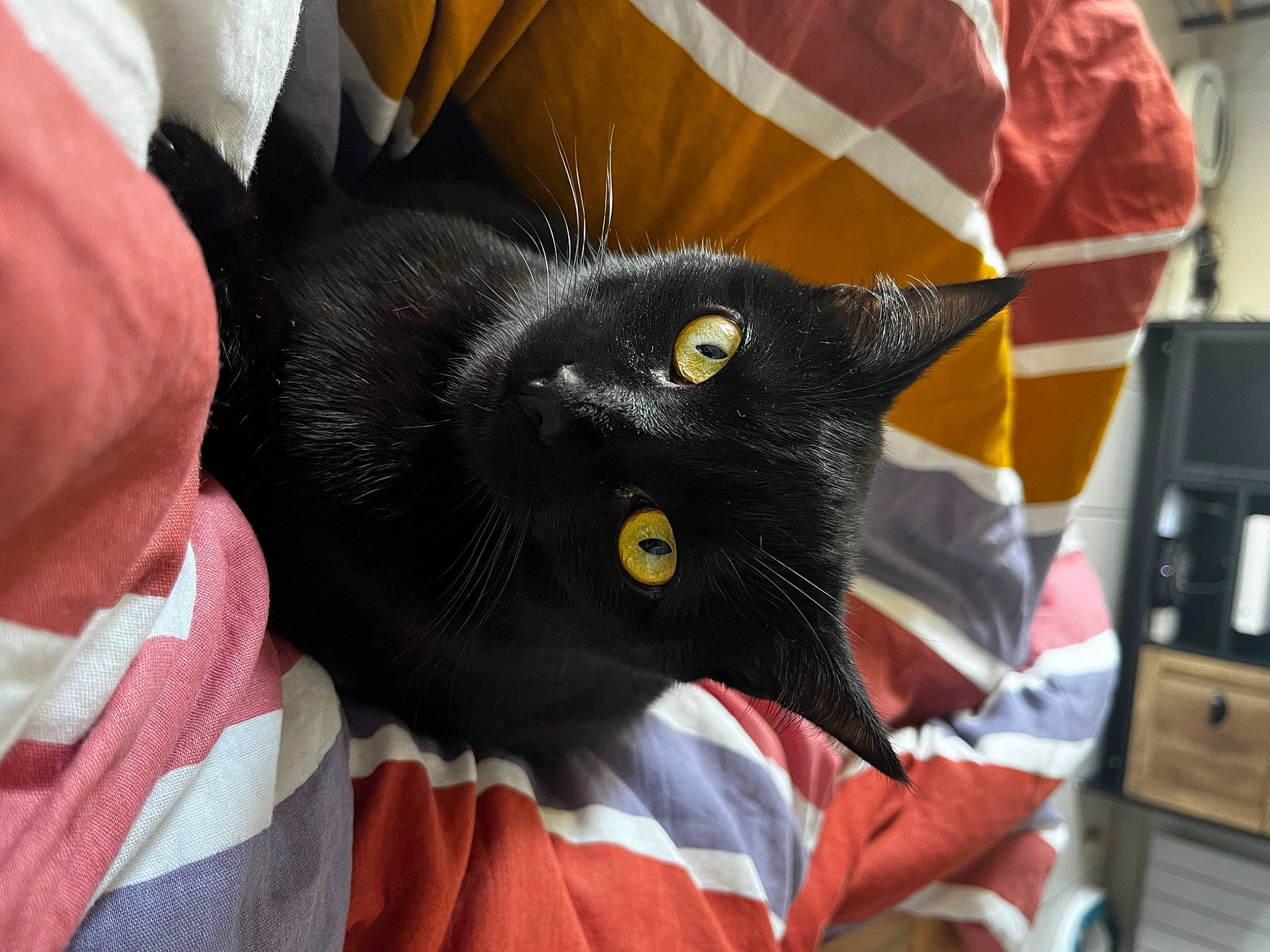 Hades participe au concours pour gagner de l'argent avec cette photo : black_cat, bombay, carmine, carnivore, cat, cat_supply, claw, comfort, domestic_short_haired_cat, ear, felidae, fur, gesture, small_to_medium_sized_cats, snout, tail, wall_plate, whiskers