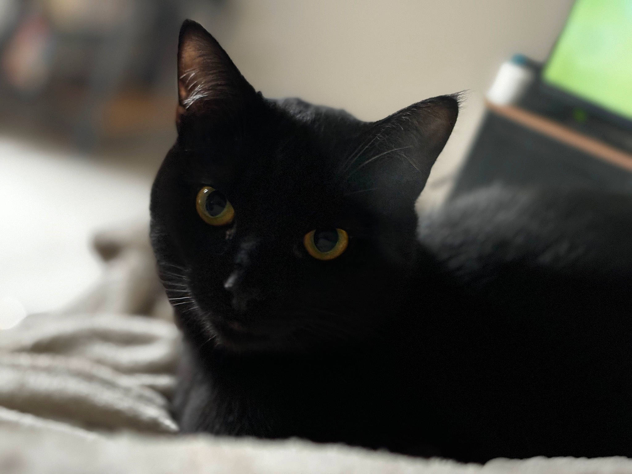 Hades a rejoint le concours — aidez-le/la à gagner de superbes lots ! black_cat, bombay, carnivore, cat, comfort, domestic_short_haired_cat, felidae, fur, monochrome_photography, small_to_medium_sized_cats, snout, terrestrial_animal, whiskers