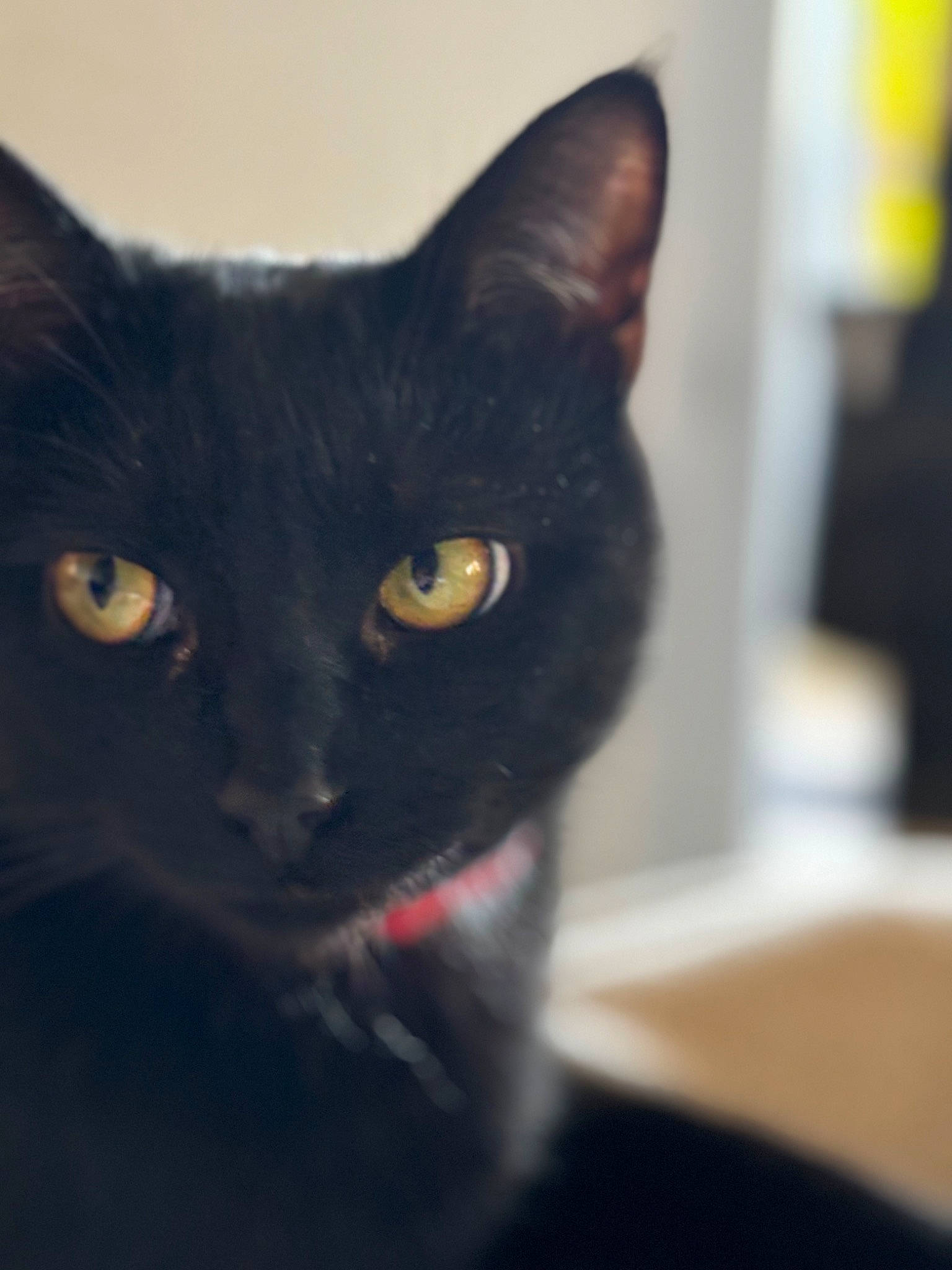 Hades a rejoint le concours — aidez-le/la à gagner de superbes lots ! black_cat, bombay, carnivore, cat, domestic_short_haired_cat, ear, felidae, fur, small_to_medium_sized_cats, snout, terrestrial_animal, whiskers