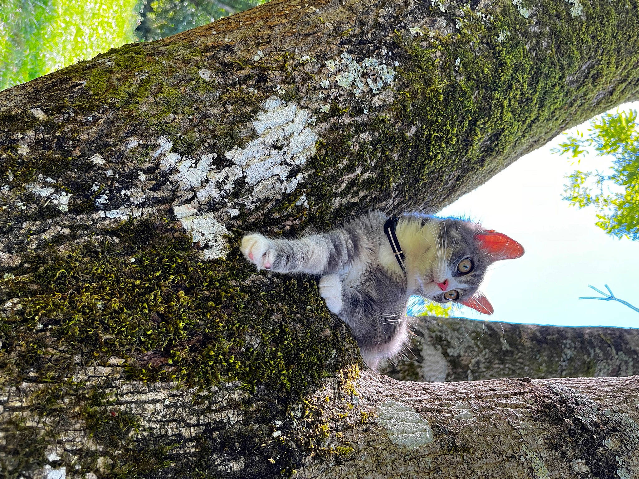 Tessa participe au concours pour gagner de l'argent avec cette photo : bedrock, biome, canidae, carnivore, cat, felidae, grass, groundcover, plant, rock, sky, slope, small_to_medium_sized_cats, soil, sporting_group, tail, tree, trunk, wildlife, wood