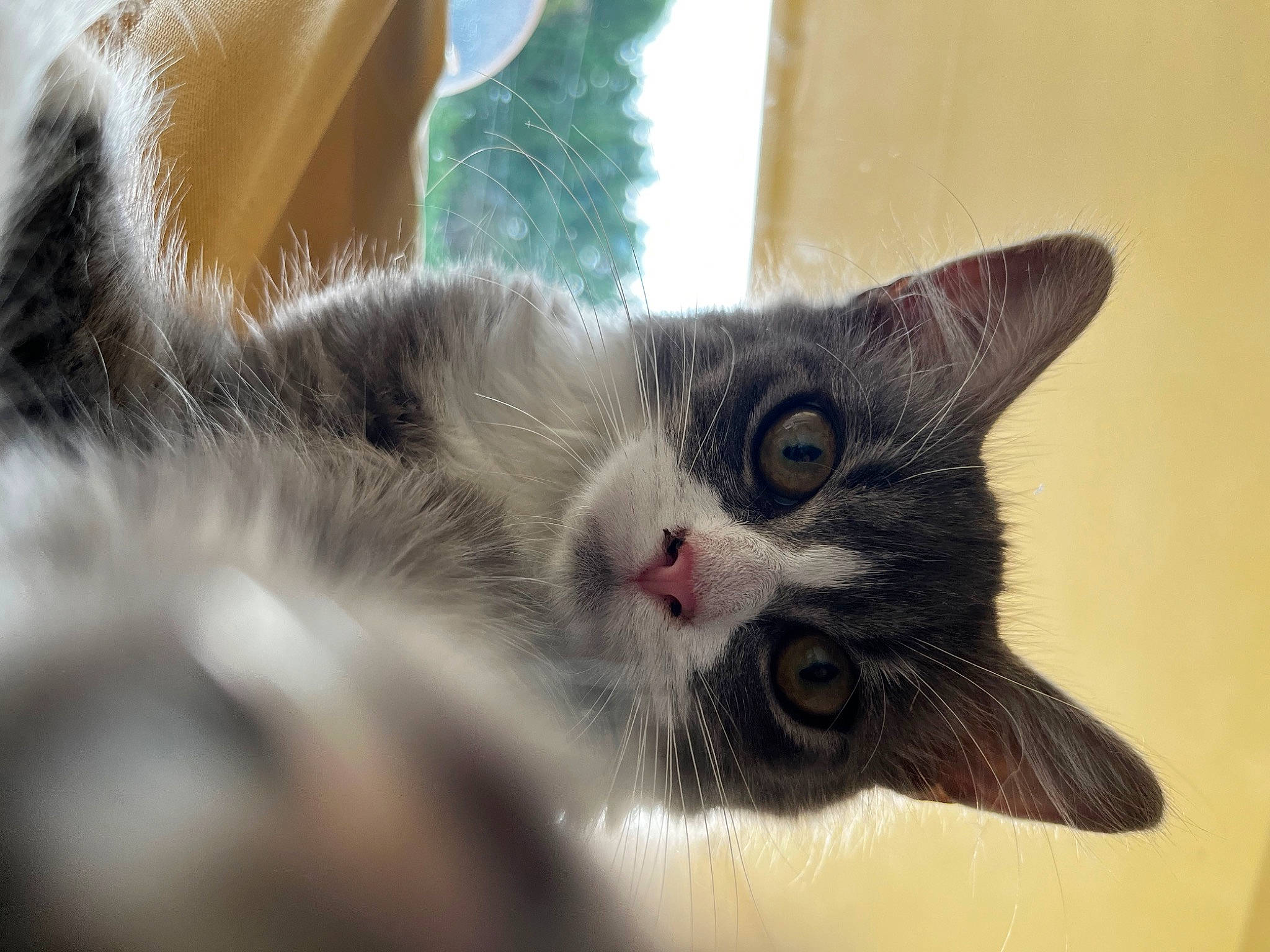 Tessa participe au concours pour gagner de l'argent avec cette photo : carnivore, cat, claw, domestic_short_haired_cat, felidae, fur, paw, plant, small_to_medium_sized_cats, snout, tree, whiskers, window