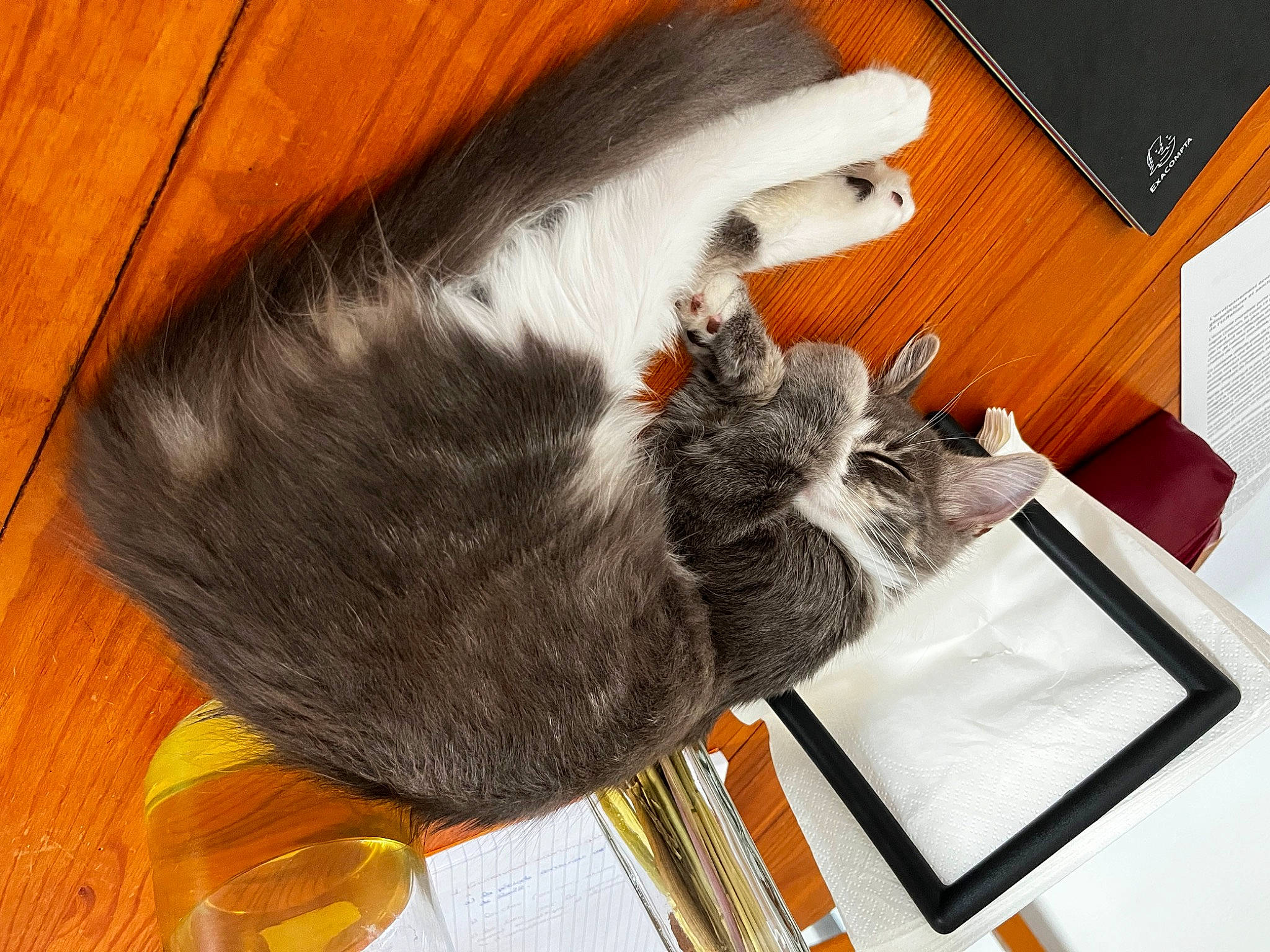 Tessa a rejoint le concours — aidez-le/la à gagner de superbes lots ! cat, claw, felidae, flooring, fur, hardwood, paw, small_to_medium_sized_cats, tail, varnish, whiskers, wood