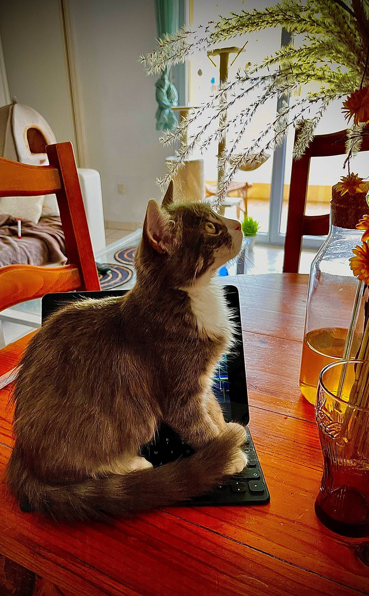 Tessa participe au concours pour gagner de l'argent avec cette photo : barware, carnivore, cat, chair, comfort, domestic_short_haired_cat, fawn, felidae, flooring, fur, glass, hardwood, plant, room, small_to_medium_sized_cats, table, tail, whiskers, window, wood