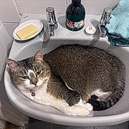 Elsa joined the competition — help win amazing prizes! cat, sink, bathroom, soap, towel, tile, pet, fur, domestic_animal, relaxing, white, gray, curled_up, collar, indoor, household, cute, resting, animal, whiskers