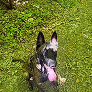 Nina a rejoint le concours — aidez-le/la à gagner de superbes lots ! dog, canine, animal, pet, forest, outdoor, nature, leaf, sunlight, shadow, tongue, sitting, happy, brown, black, ears, ground, daylight, tree, wildlife