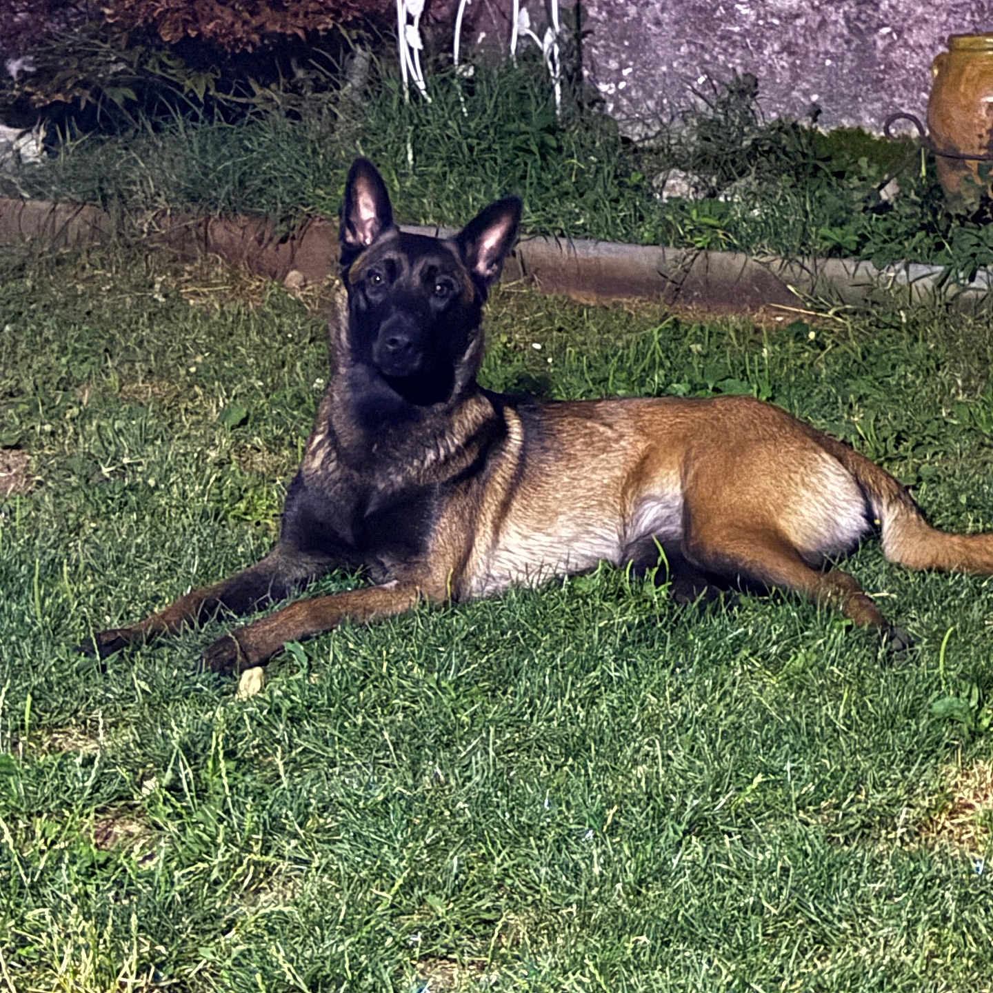 Nina participe au concours pour gagner de l'argent avec cette photo : alert, animal, attentive, belgian_malinois, canine, dog, ears, fur, garden, grass, greenery, guard, lawn, lying_down, night, outdoor, pet, plants, relaxed, stone_wall